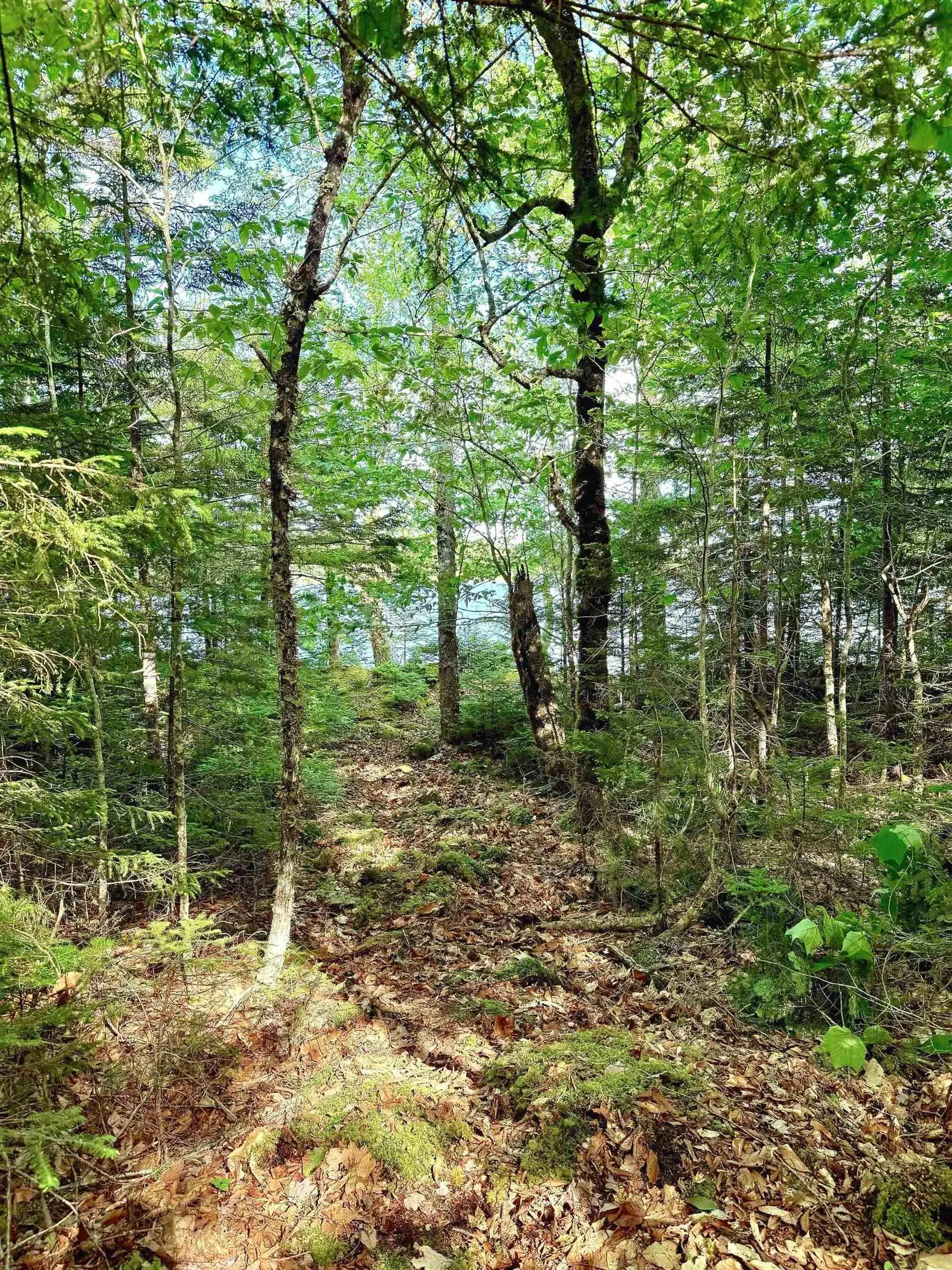 Cliff Road Lot 40, New Russell, NS B0J 2M0, ,Land,For Sale,Cliff,202518435