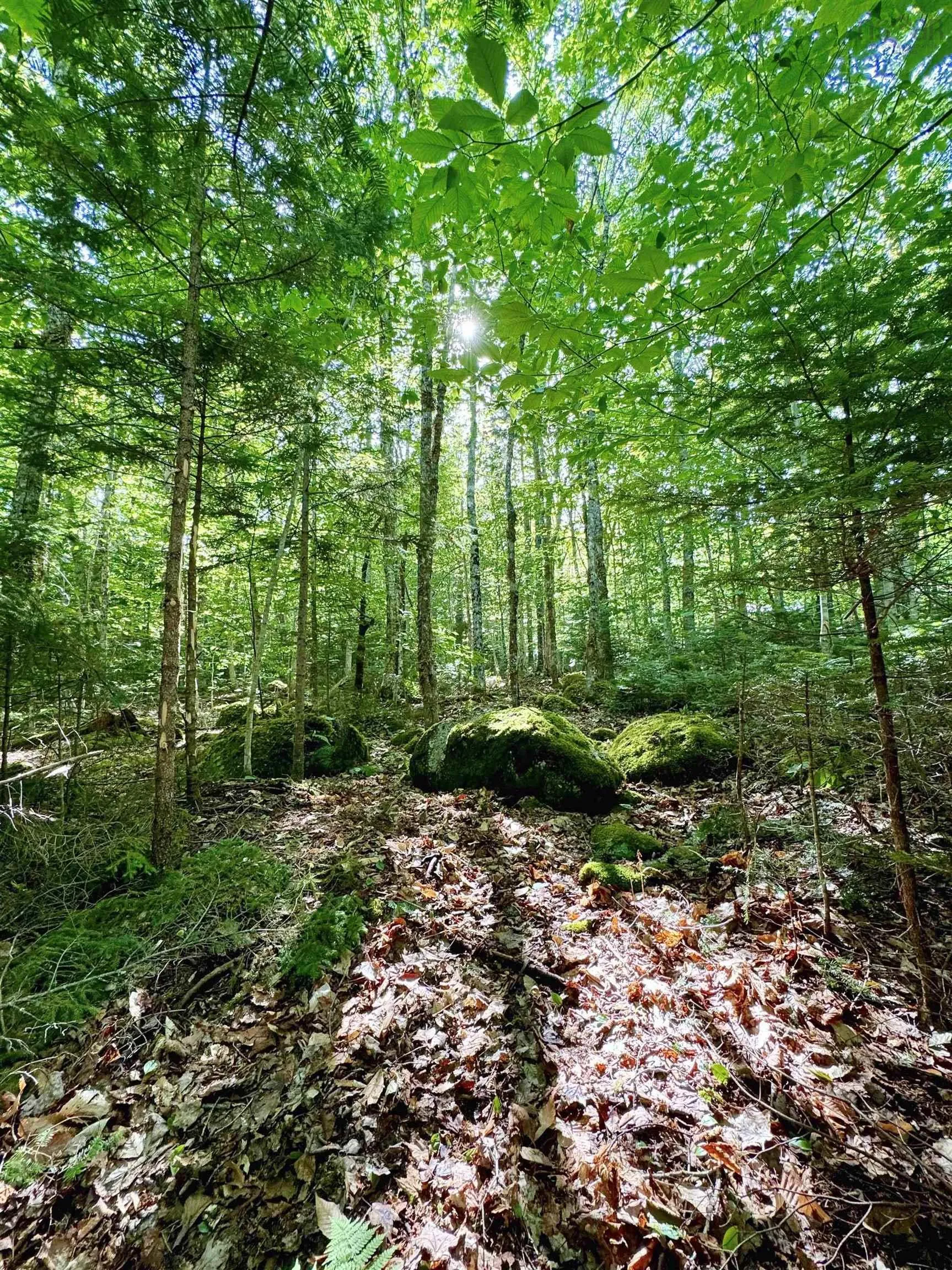 Cliff Road Lot 40, New Russell, NS B0J 2M0, ,Land,For Sale,Cliff,202518435