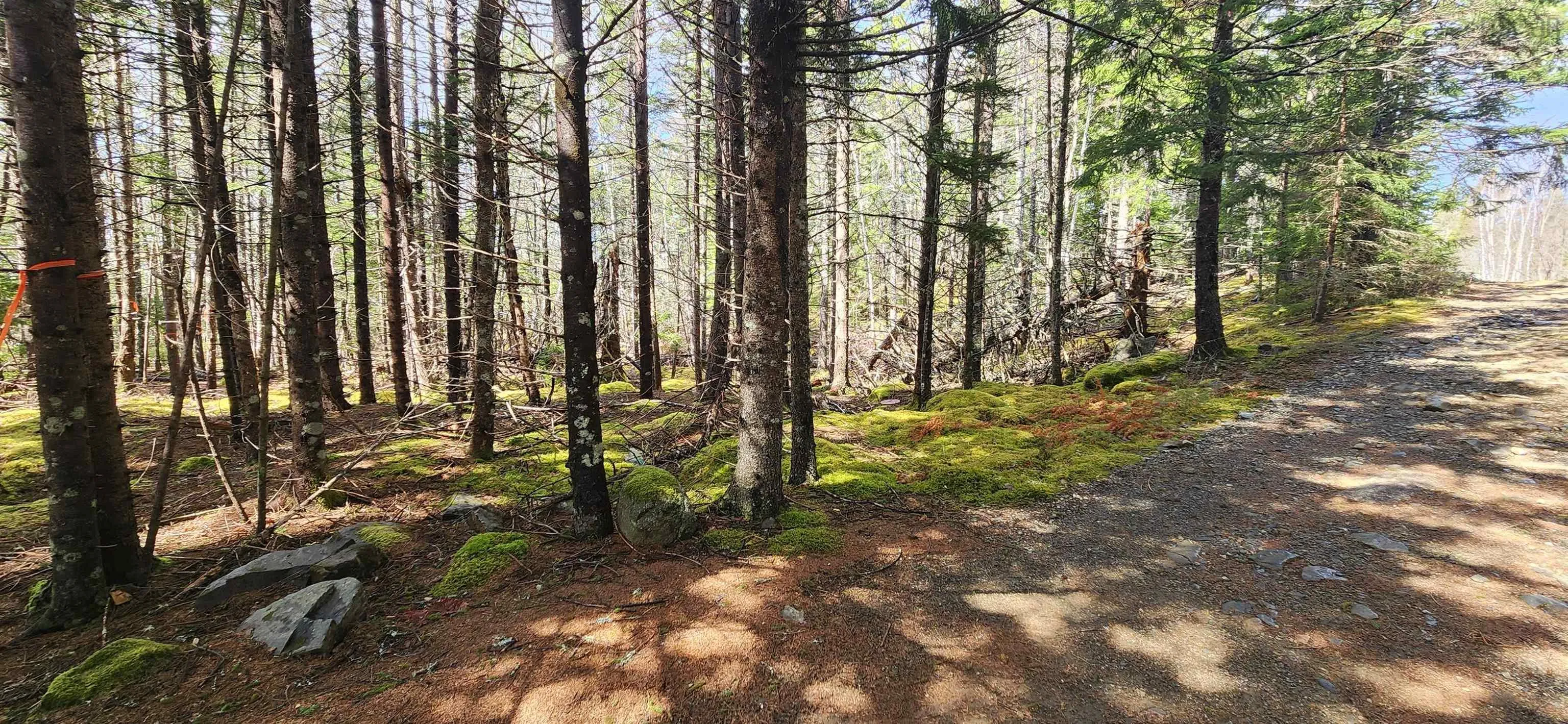 Lots Woods Road, Bayswater Ns B0j 1t0, ,Land,For Sale,Woods Road,202508647