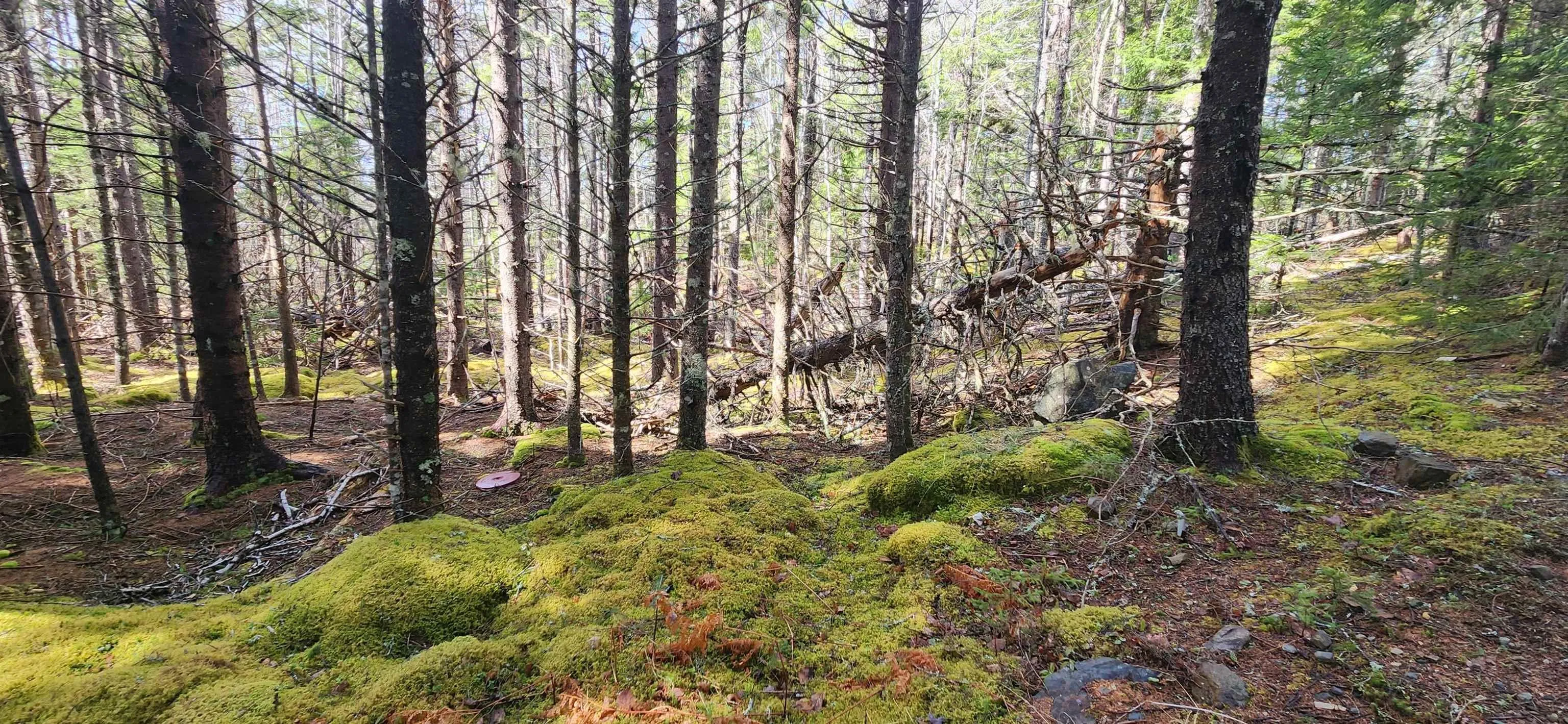 Lots Woods Road, Bayswater Ns B0j 1t0, ,Land,For Sale,Woods Road,202508647