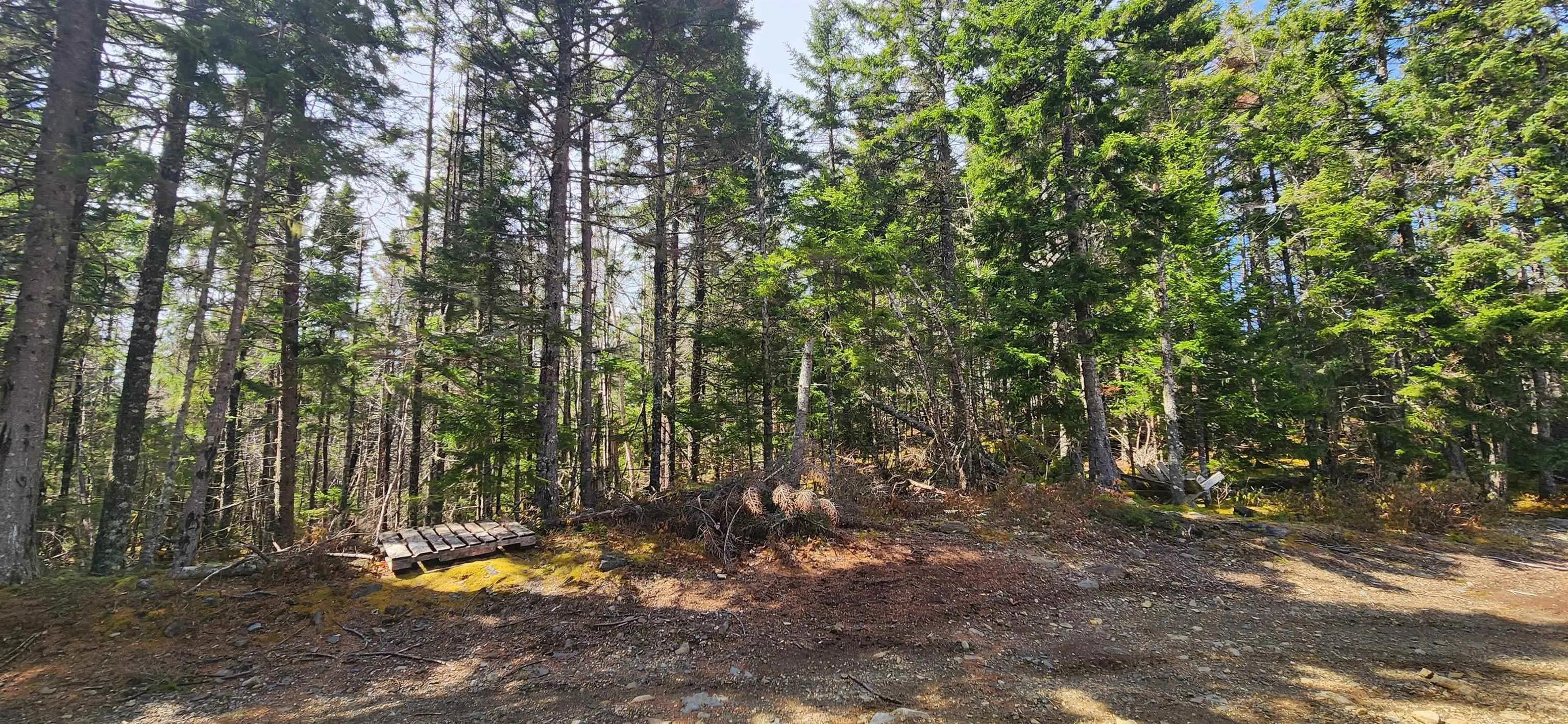 Lots Woods Road, Bayswater Ns B0j 1t0, ,Land,For Sale,Woods Road,202508647