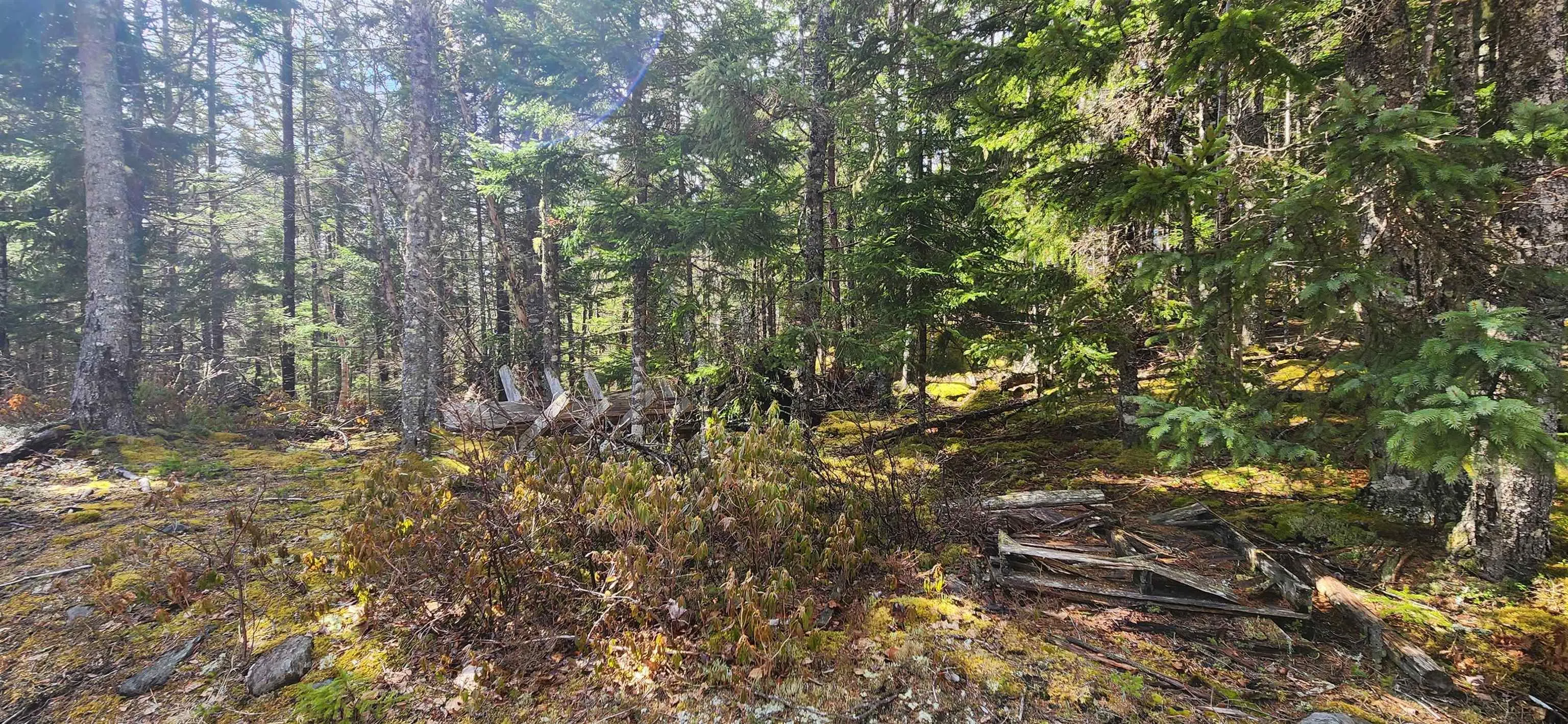 Lots Woods Road, Bayswater Ns B0j 1t0, ,Land,For Sale,Woods Road,202508647