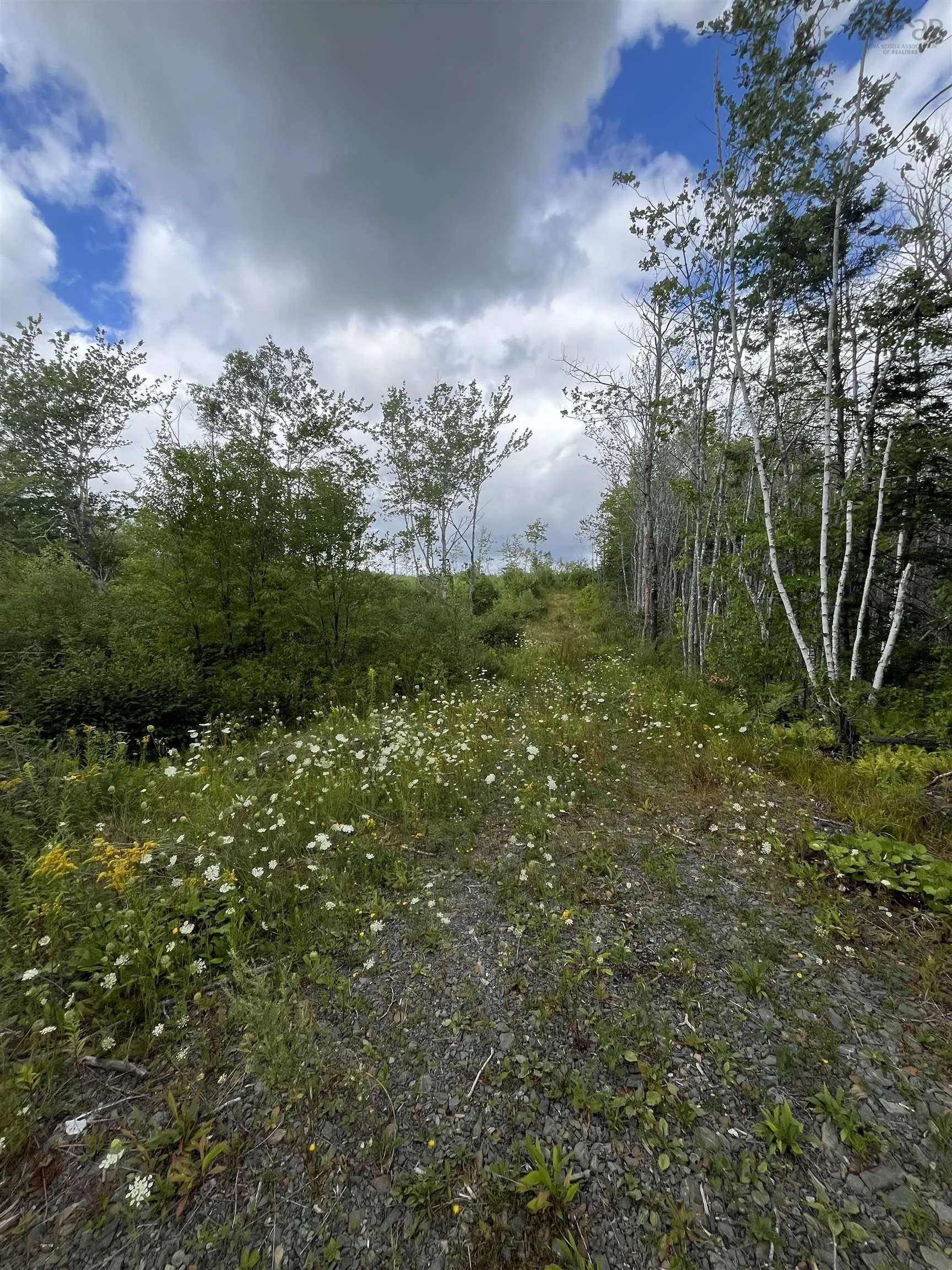 313 Mark Road, Riverton, NS B0K 1S0, ,Land,For Sale,Mark,202522477