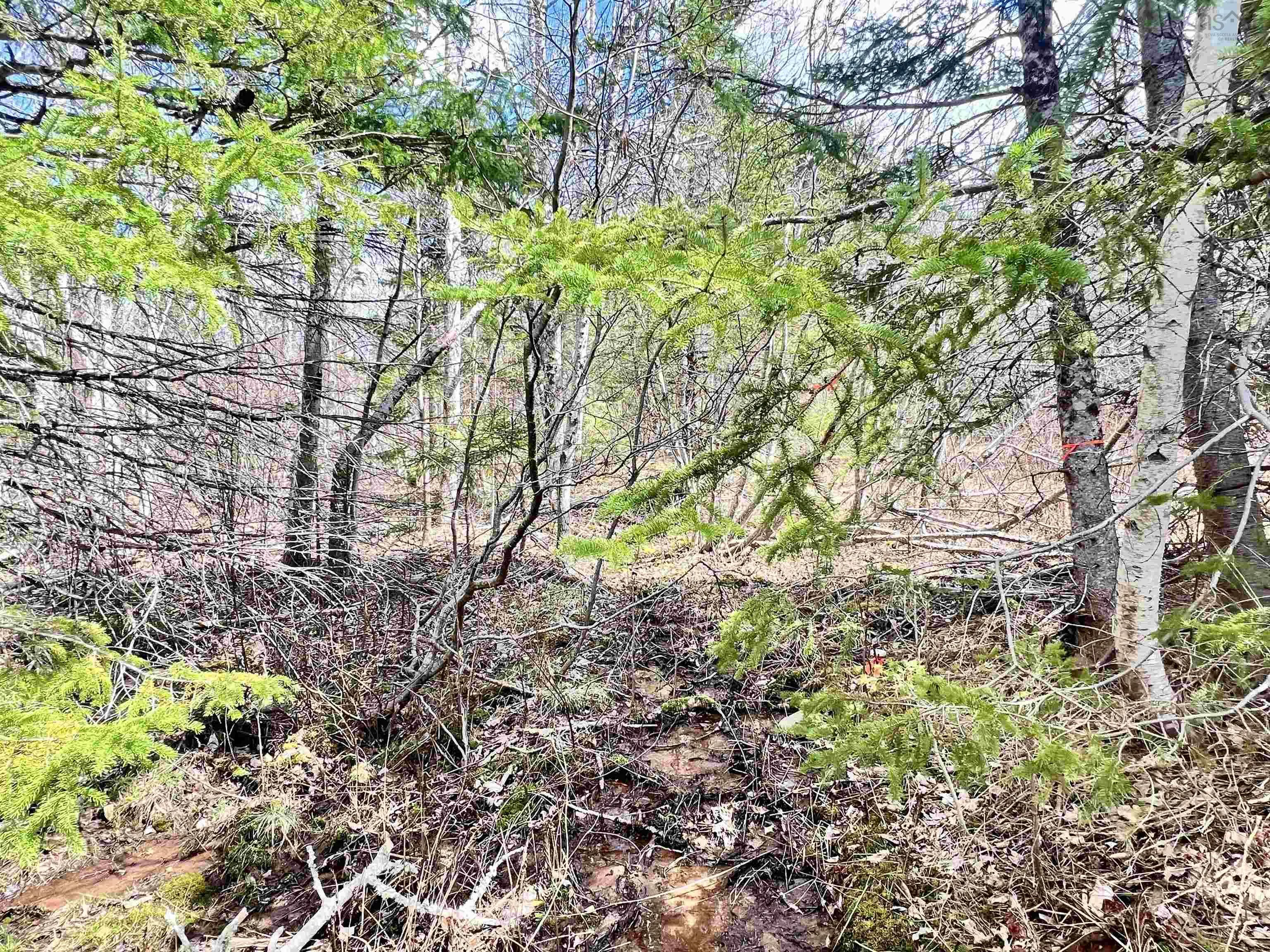 Balmoral Road, New Annan, NS B0K 1V0, ,Land,For Sale,Balmoral Road,202511918
