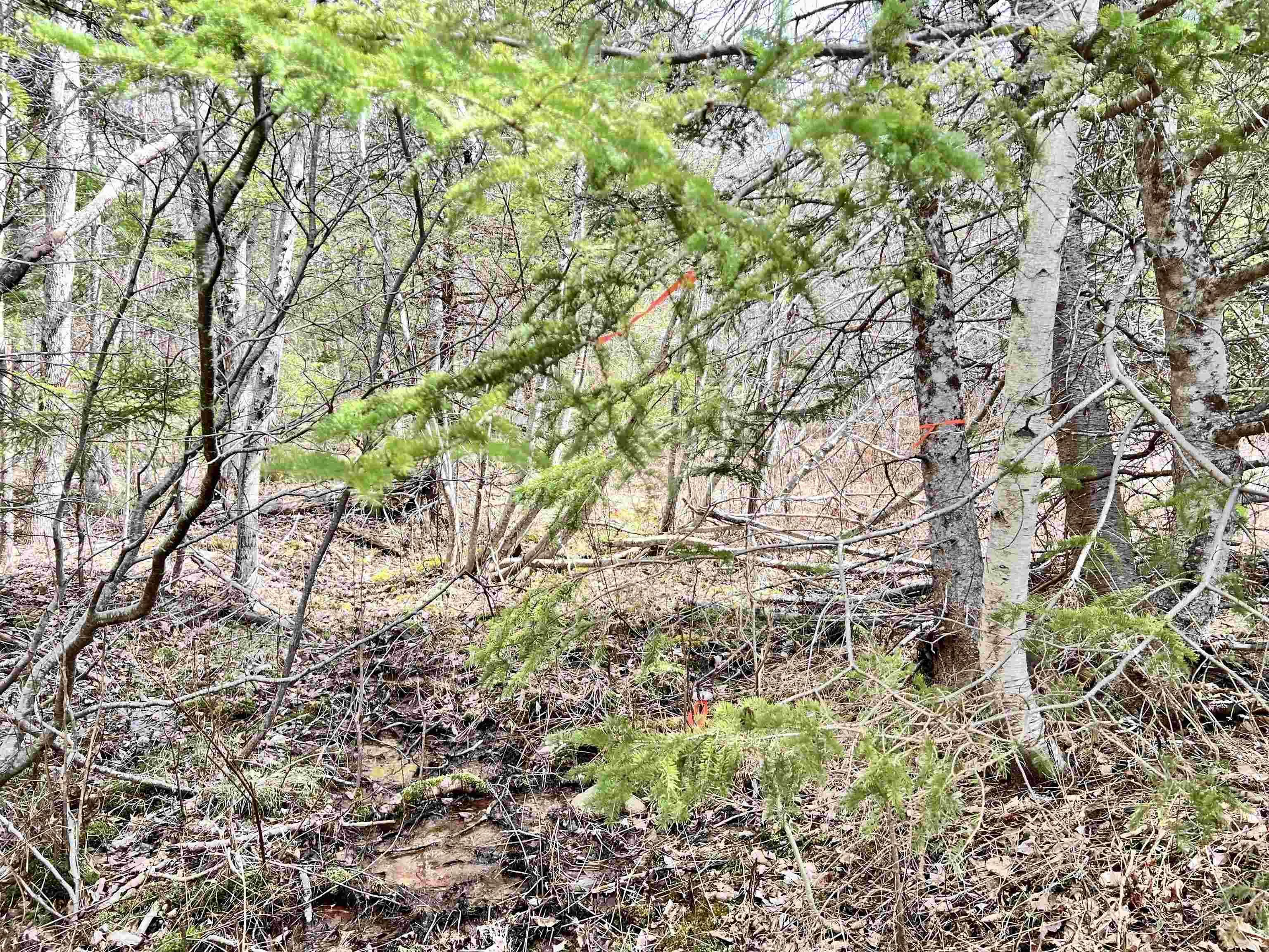 Balmoral Road, New Annan, NS B0K 1V0, ,Land,For Sale,Balmoral Road,202511918