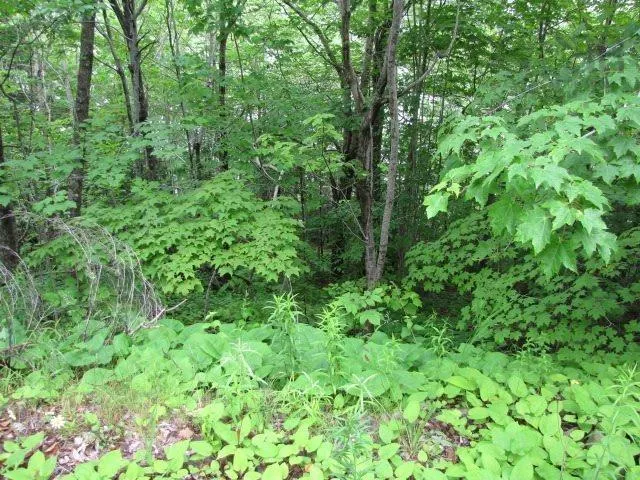 Bayview Shore Road, Bay View, NS B0V 1A0, ,Land,For Sale,Bayview Shore,202521277