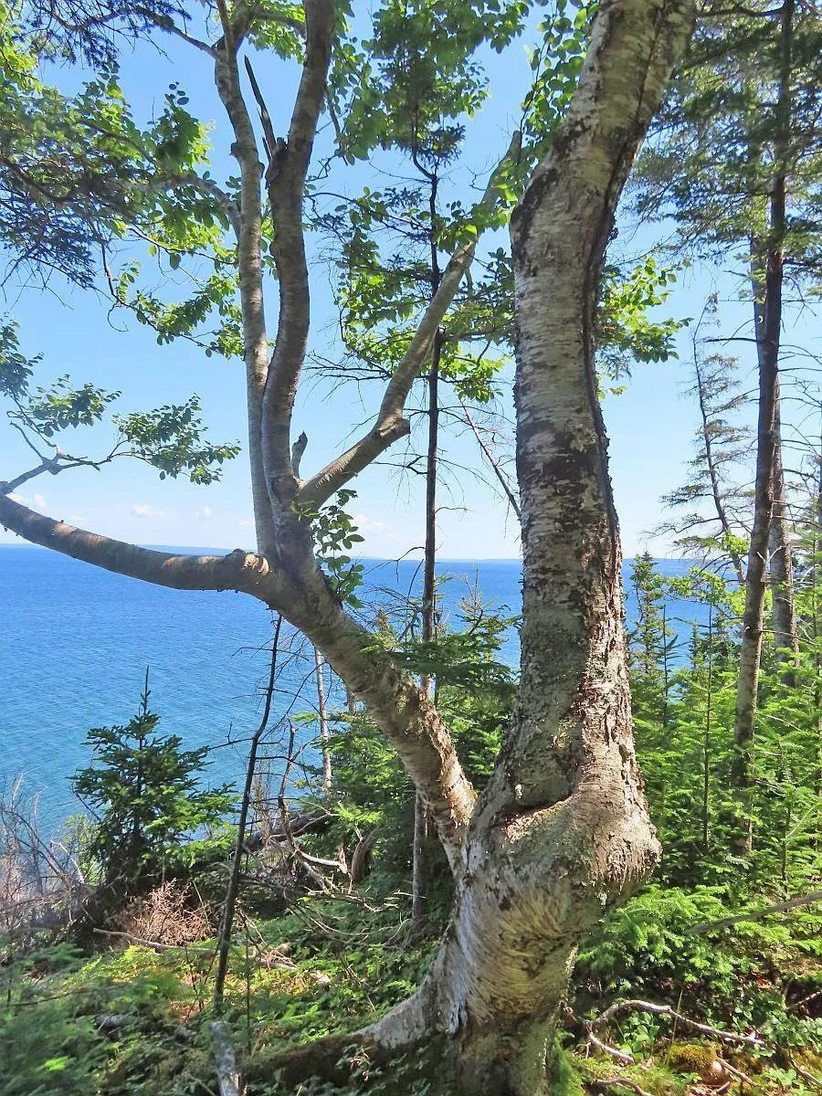 195 Acres West Bay Highway, Roberta Ns B0e 3k0, ,Land,For Sale,West Bay,202509009