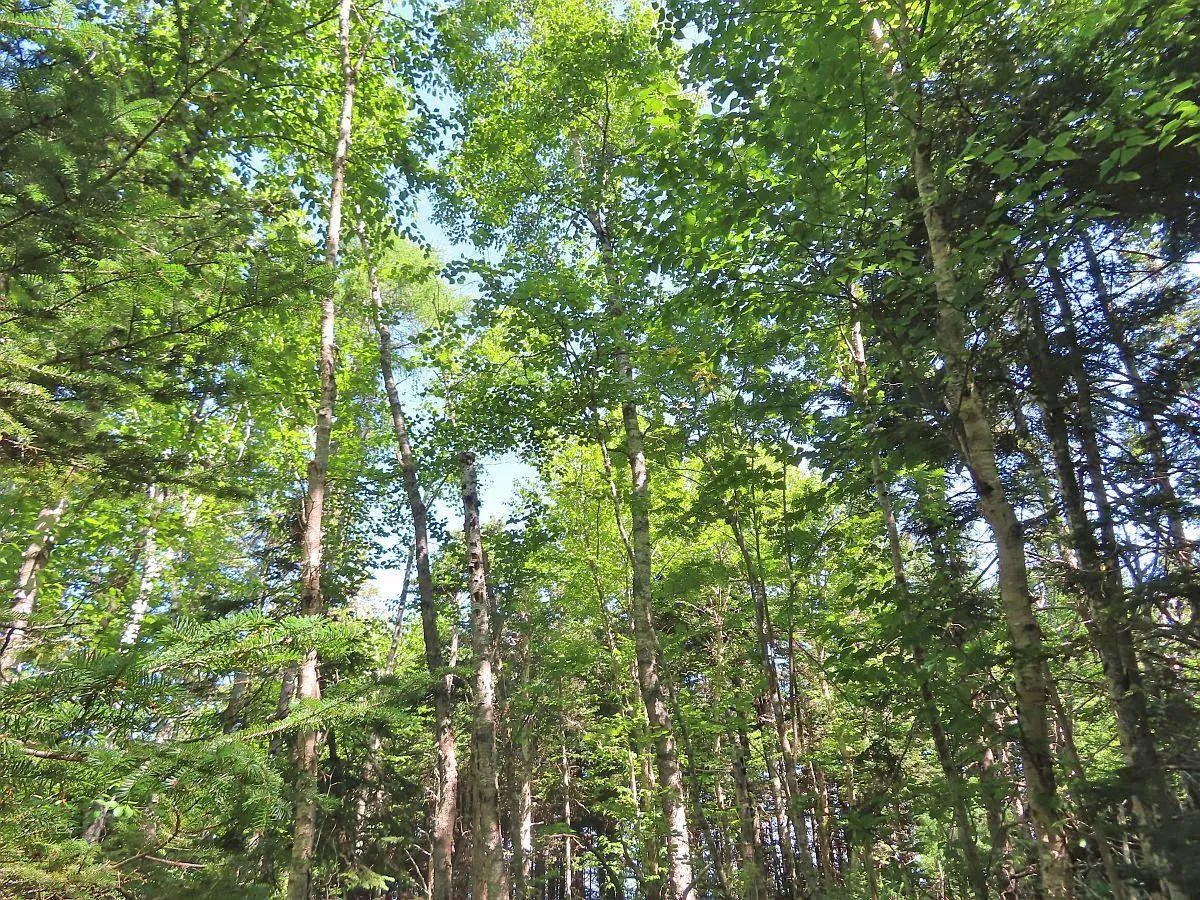195 Acres West Bay Highway, Roberta Ns B0e 3k0, ,Land,For Sale,West Bay,202509009
