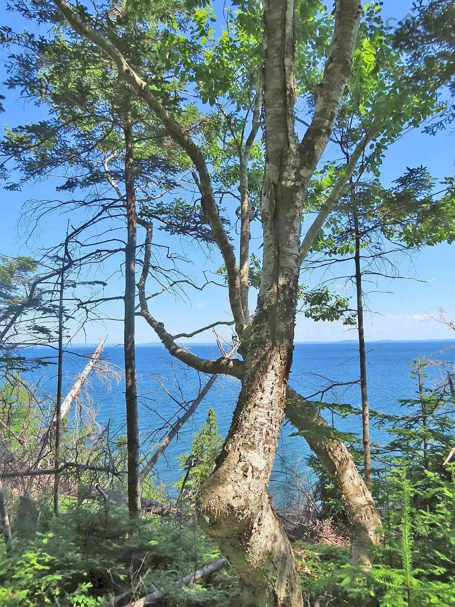 195 Acres West Bay Highway, Roberta Ns B0e 3k0, ,Land,For Sale,West Bay,202509009