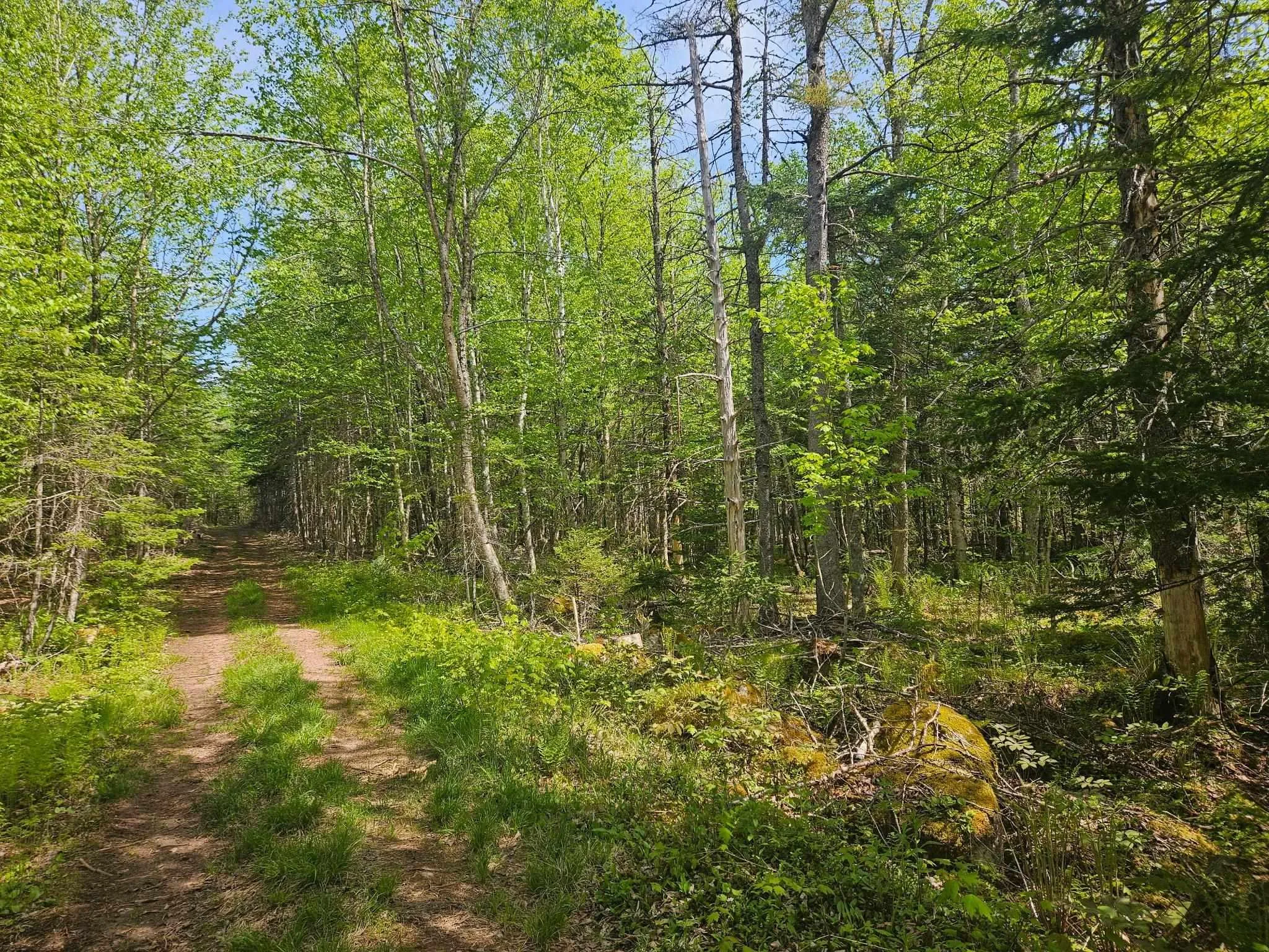 Maple Drive, New Russell, NS B0J 2M0, ,Land,For Sale,Maple,202513277