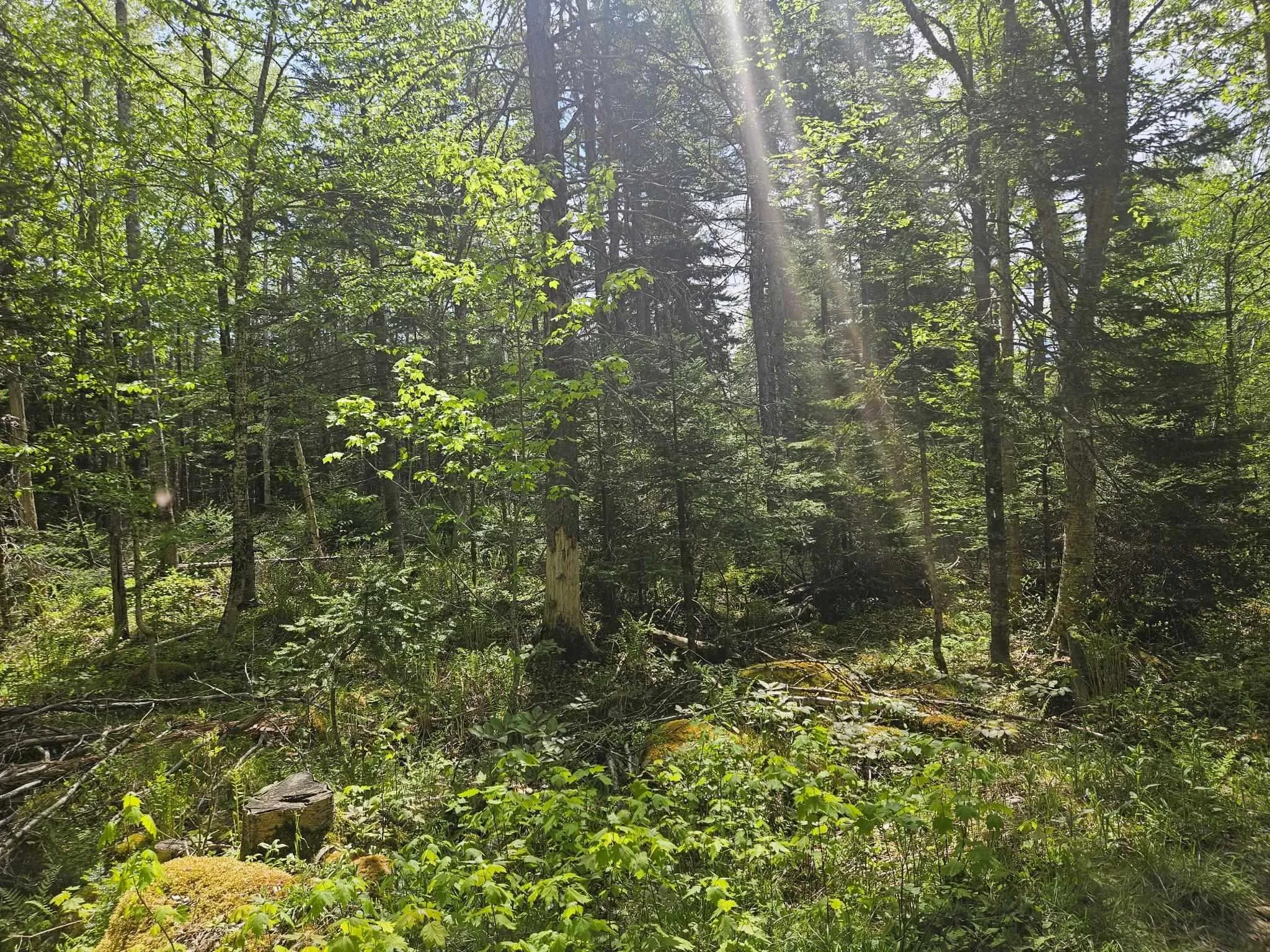 Maple Drive, New Russell, NS B0J 2M0, ,Land,For Sale,Maple,202513277