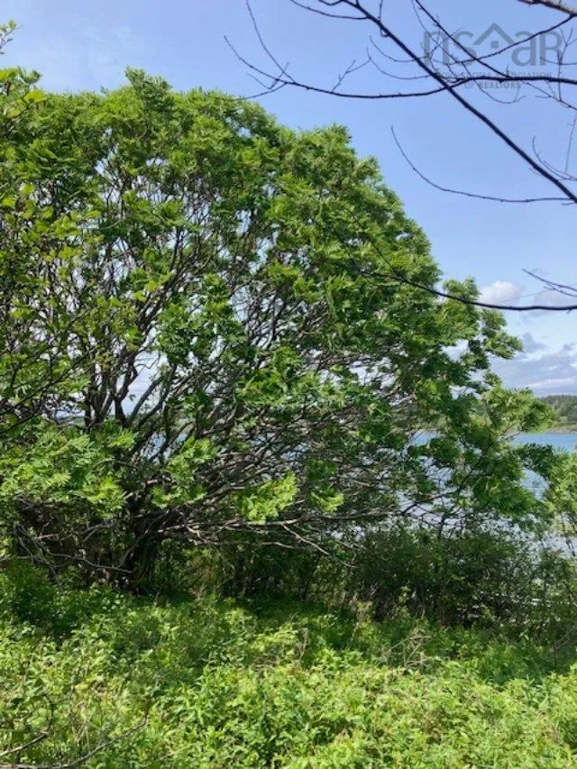 South Side River Bourgeois Road, River Bourgeois, NS B0E 2X0, ,Land,For Sale,South Side River Bourgeois,202514917