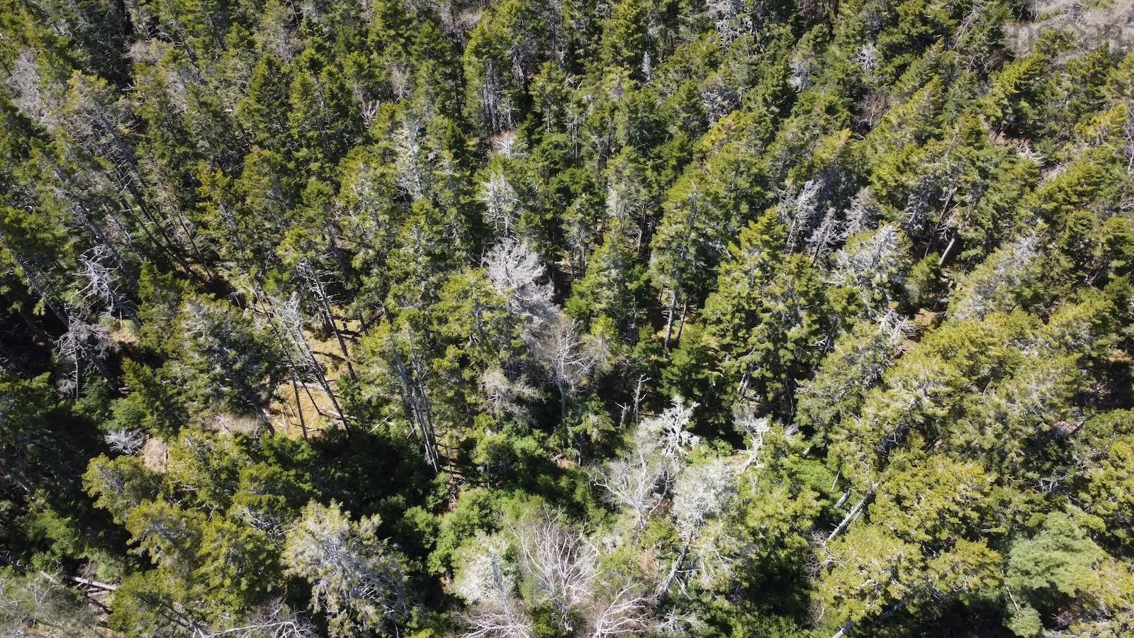 Lot 6 Roberts Island Drive, Roberts Island, NS B0W 1W0, ,Land,For Sale,Roberts Island,202511072