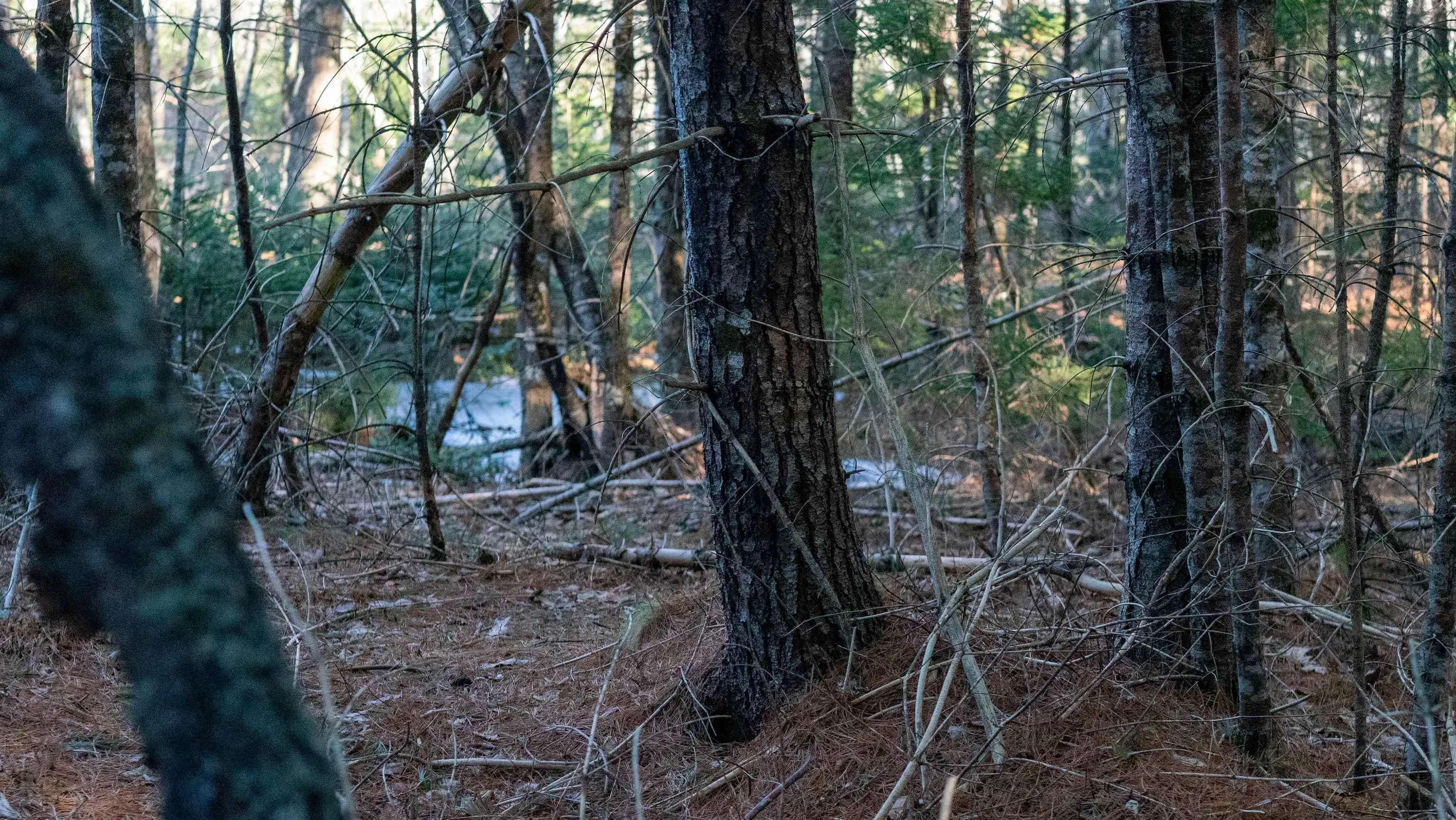 Maple Drive Lot 3, Lower Ohio Ns B0t 1w0, ,Land,For Sale,Maple,202508664