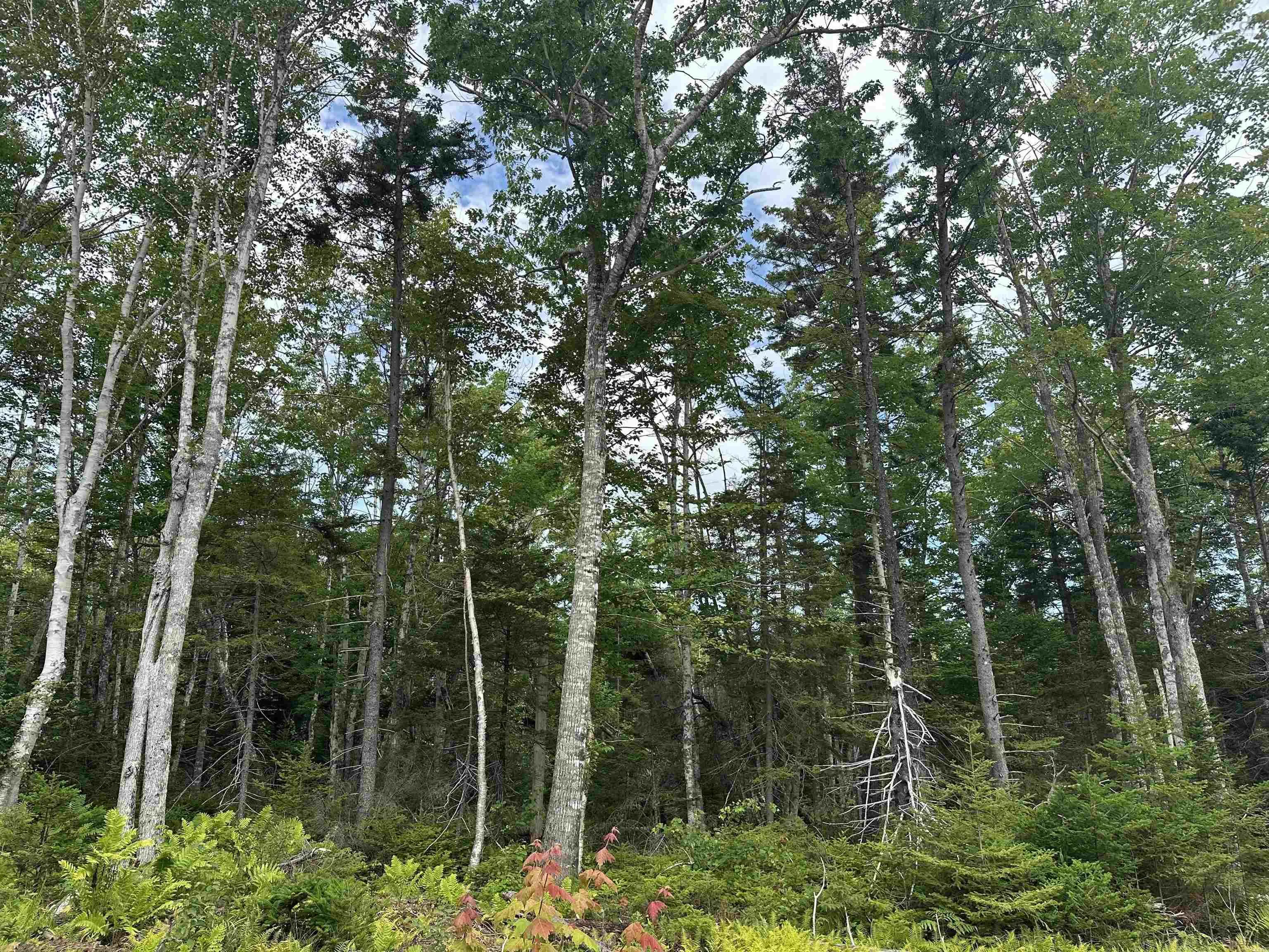 2820 Piedmont Valley Rd (10+/- Acres), Avondale, NS B0K 1A0, ,Land,For Sale,Piedmont Valley Rd (10+/- Acres),202520803