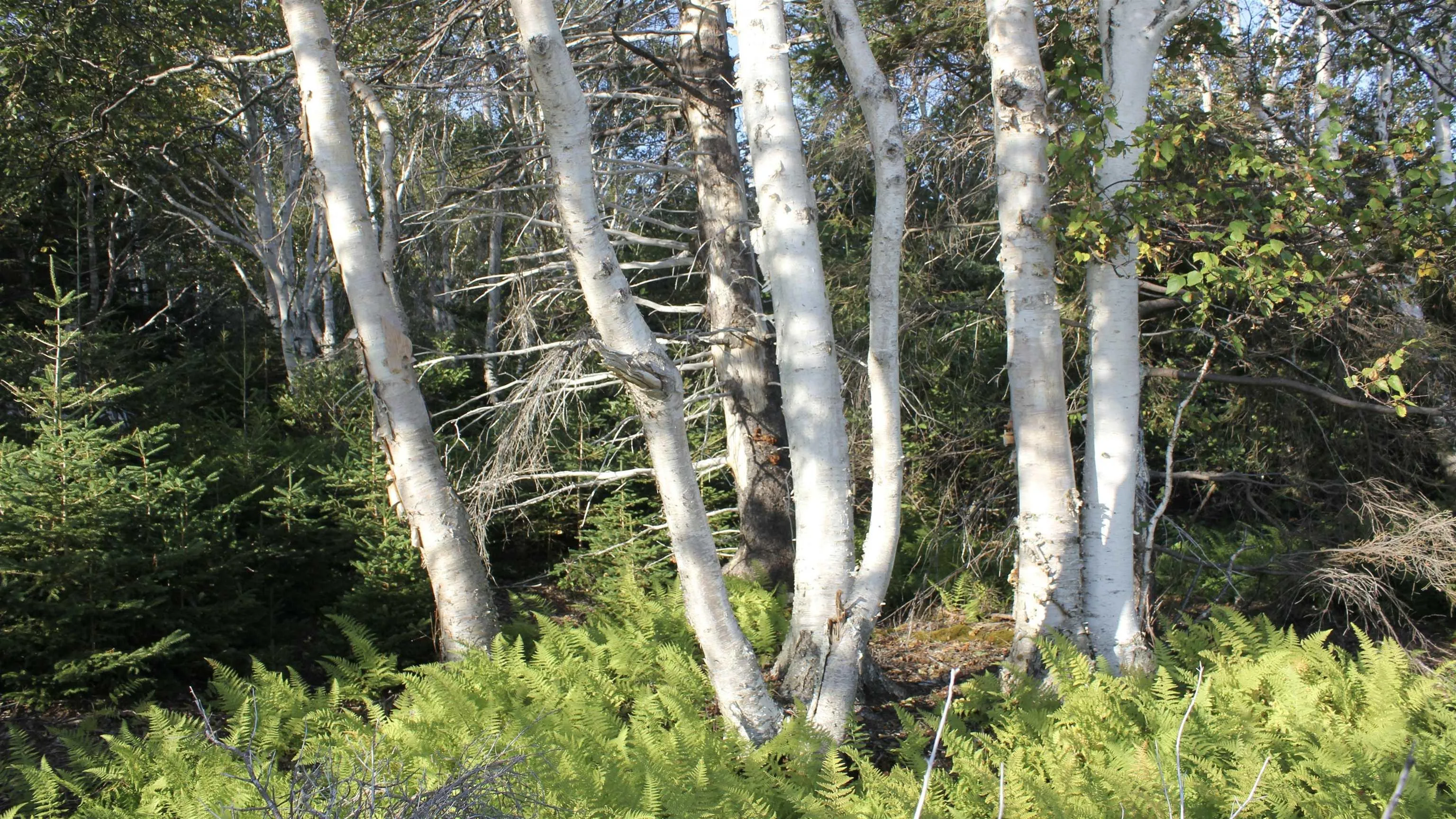 Marble Mountain Road, Marble Mountain Ns B0e 3k0, ,Land,For Sale,Marble Mountain,202314867