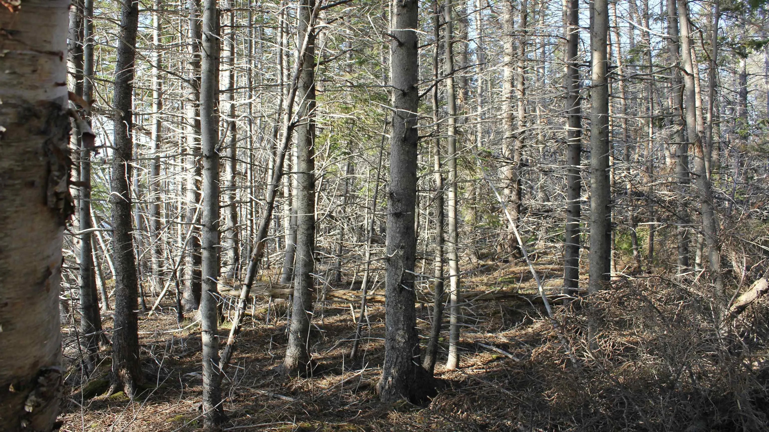 Marble Mountain Road, Marble Mountain Ns B0e 3k0, ,Land,For Sale,Marble Mountain,202314867