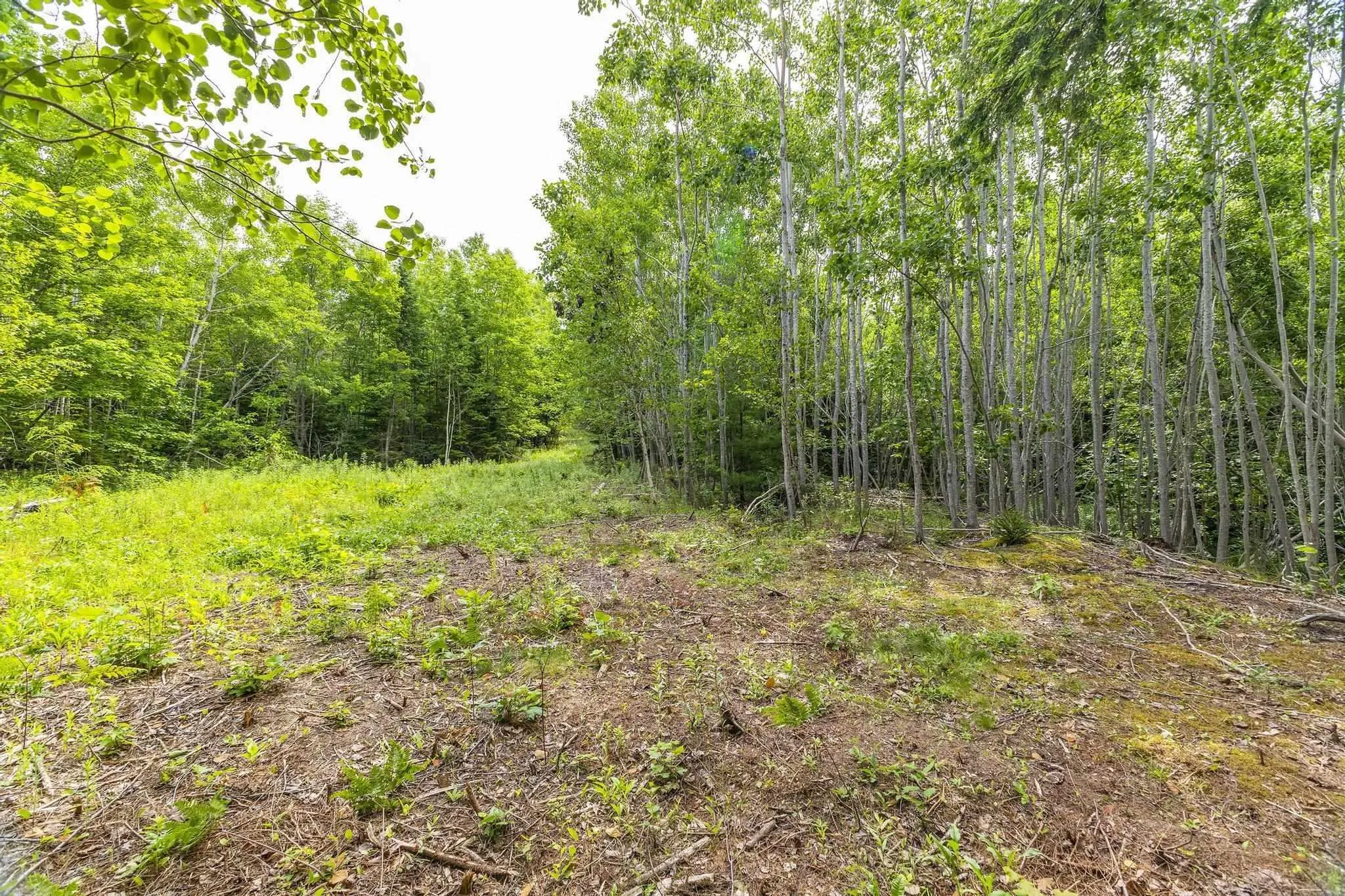 River Road, Churchville, NS B2H 5C5, ,Land,For Sale,River,202516690