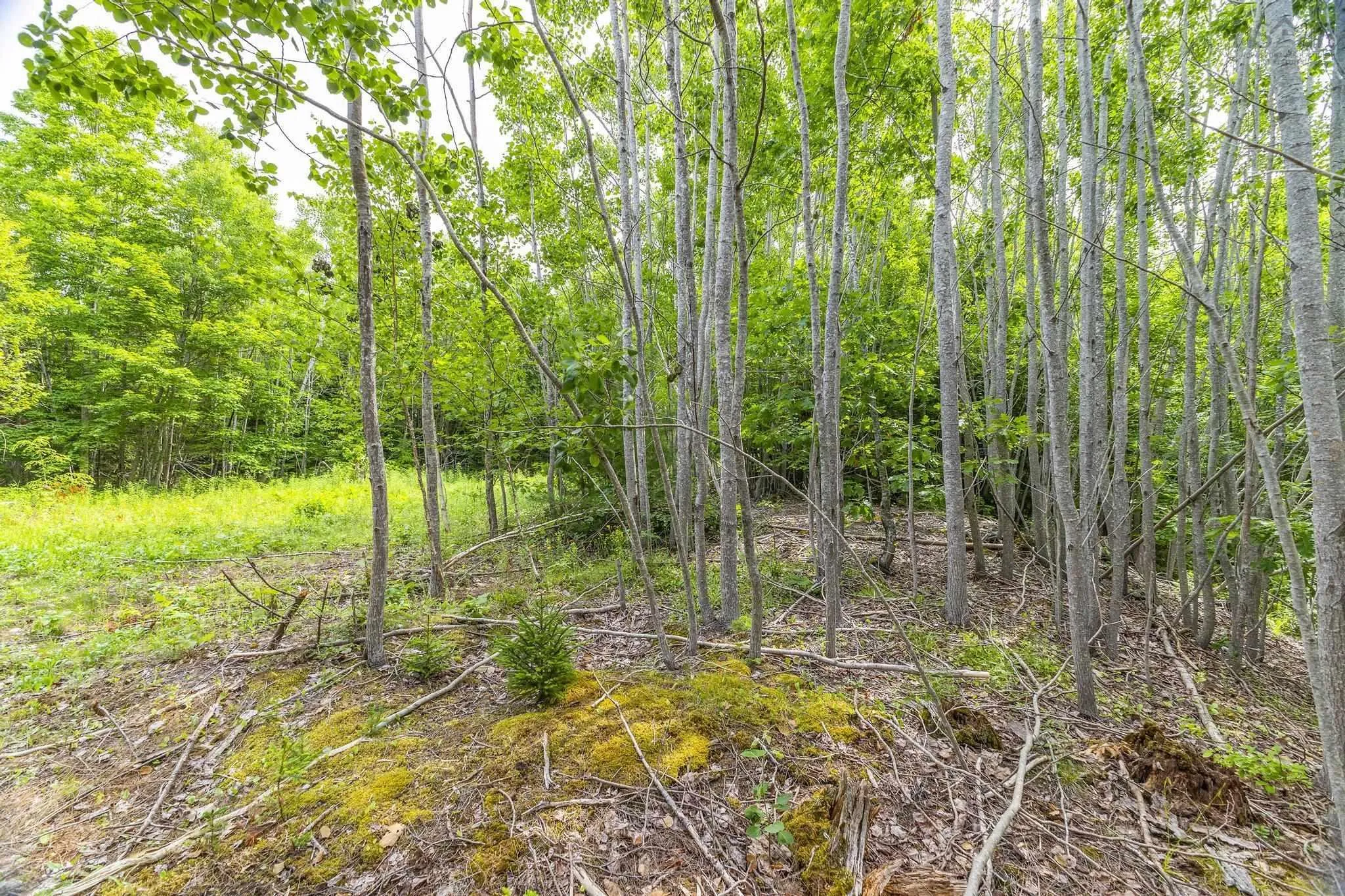 River Road, Churchville, NS B2H 5C5, ,Land,For Sale,River,202516690