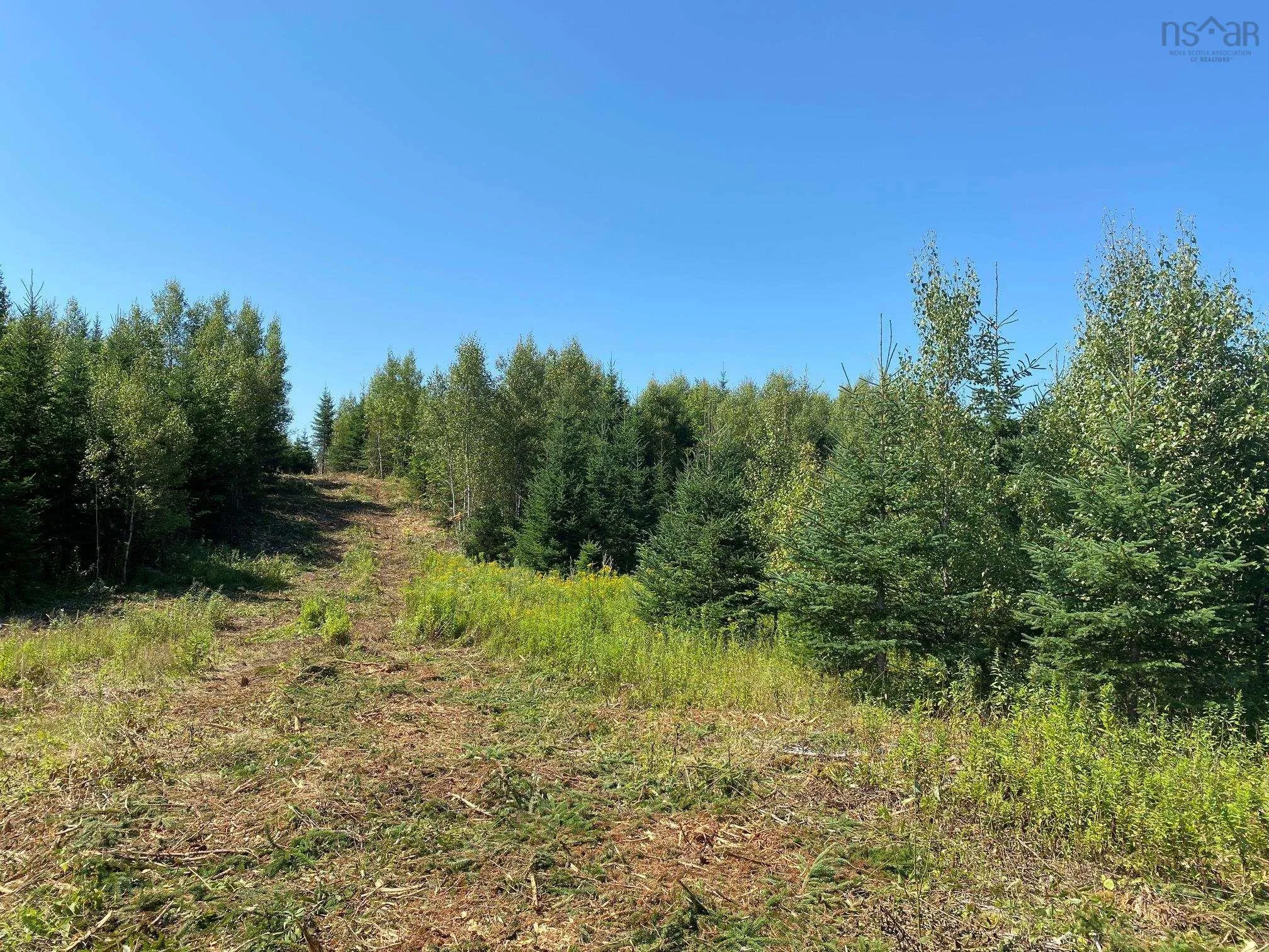 226 Brookville Branch Road, Bridgeville Ns B2h 5c7, ,Land,For Sale,Brookville Branch,202227026