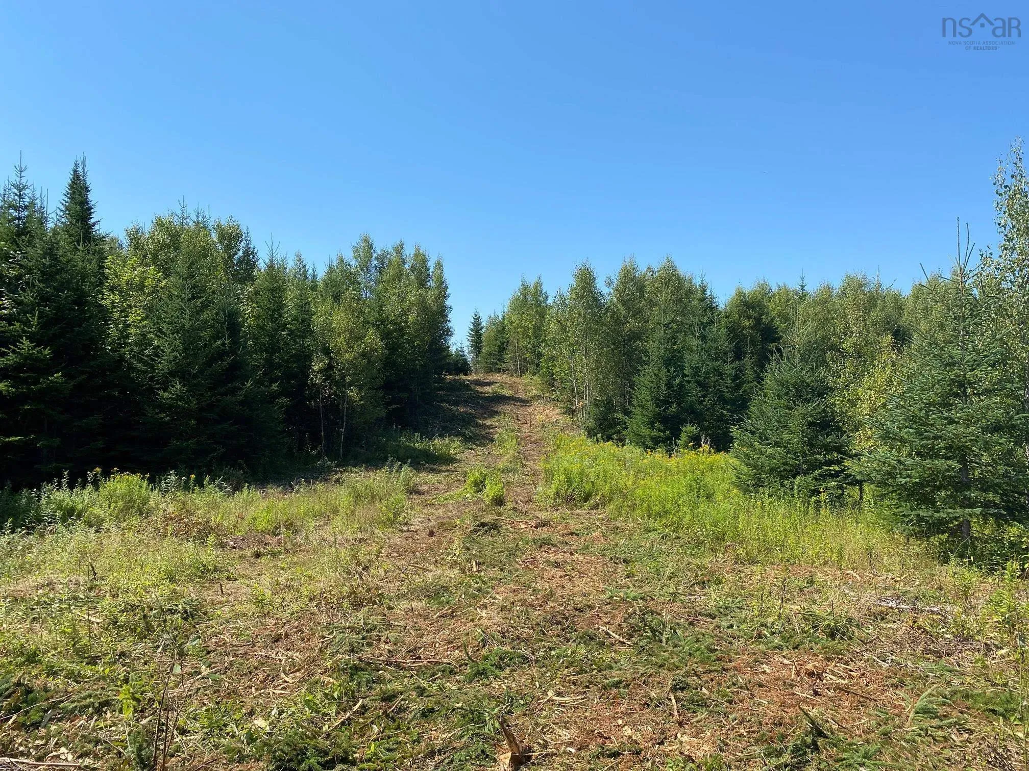 226 Brookville Branch Road, Bridgeville Ns B2h 5c7, ,Land,For Sale,Brookville Branch,202227026