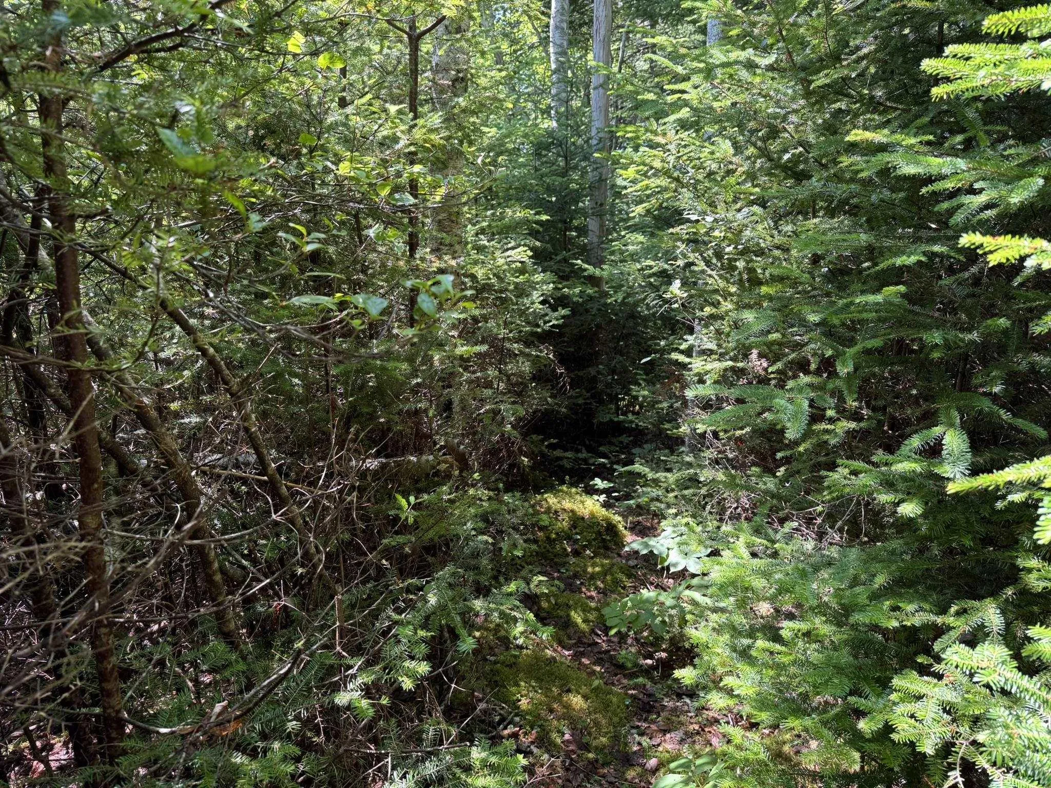 1598 East Port L'hebert Road, East Port Lhebert, NS B0T 1S0, 1 Bedroom Bedrooms, ,1 BathroomBathrooms,Residential,For Sale,East Port L'hebert,202519050