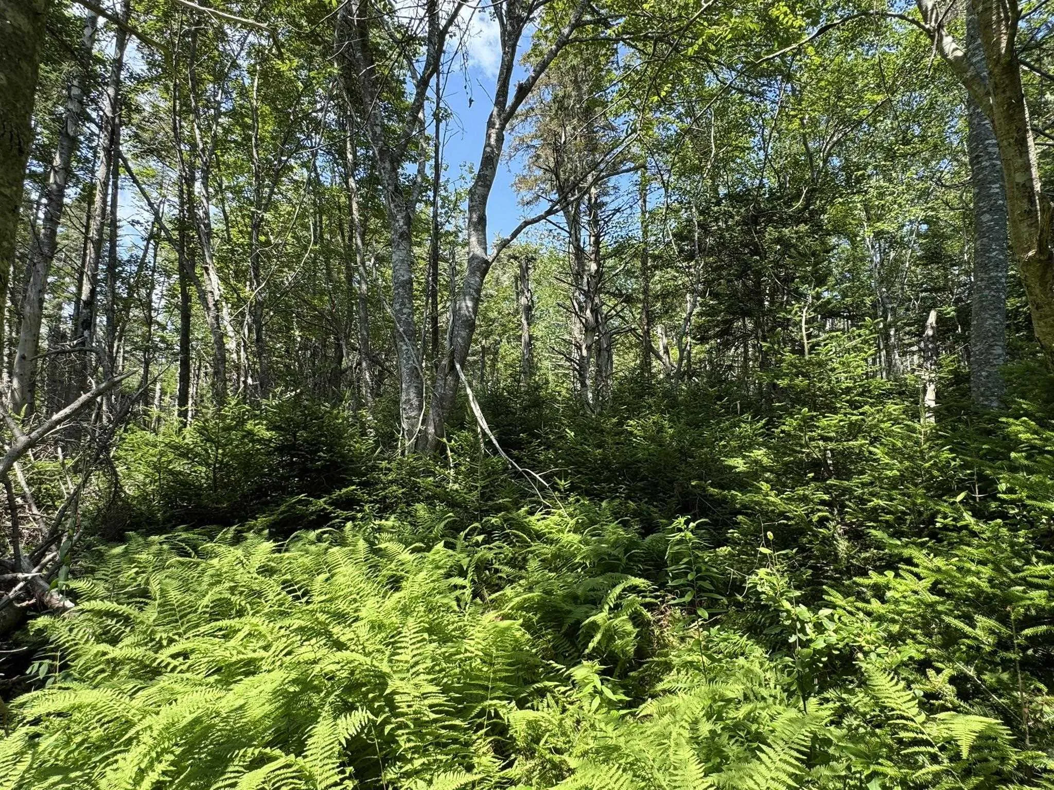 1598 East Port L'hebert Road, East Port Lhebert, NS B0T 1S0, 1 Bedroom Bedrooms, ,1 BathroomBathrooms,Residential,For Sale,East Port L'hebert,202519050