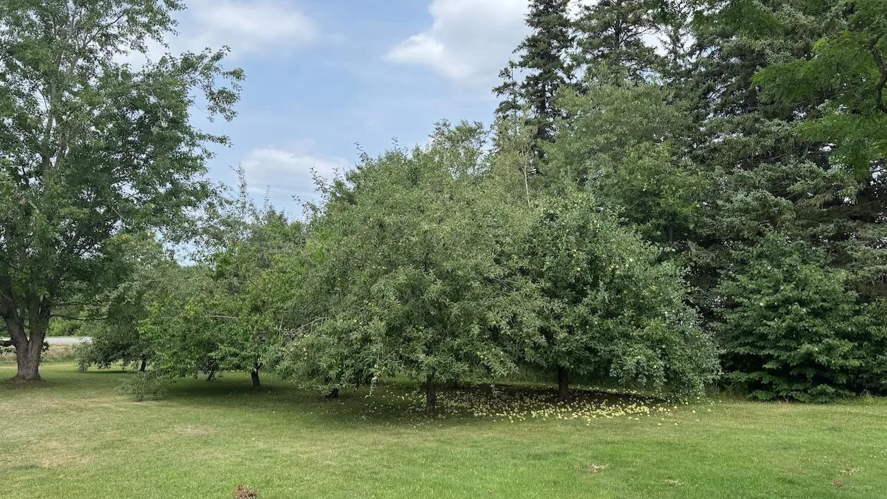 1332 Meadowvale Road, Meadowvale, NS B0N 2P0, 3 Bedrooms Bedrooms, ,2 BathroomsBathrooms,Residential,For Sale,Meadowvale,202514771