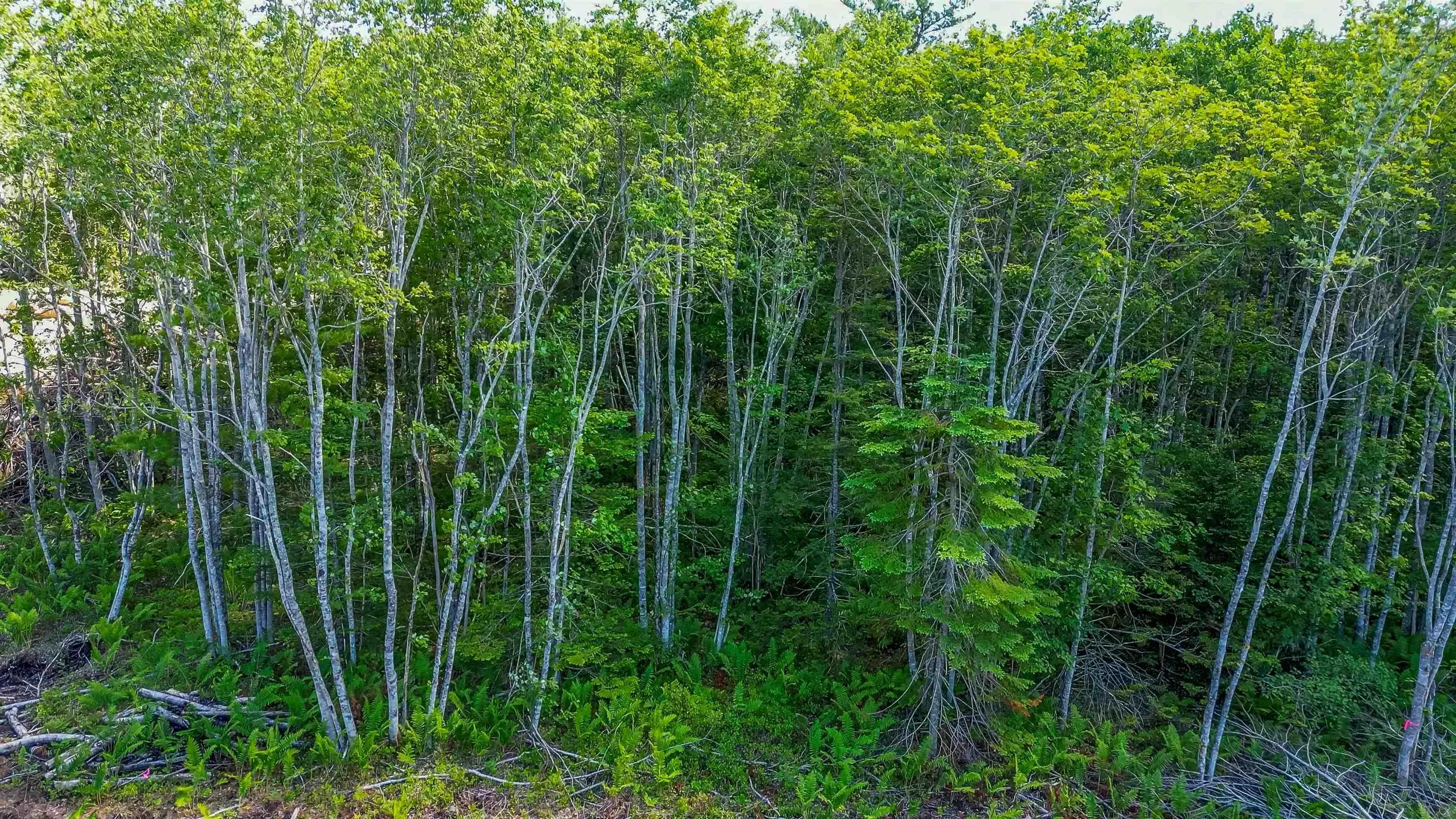 Morton Drive, Liverpool Ns B0t 1k0, ,Land,For Sale,Morton,202416079