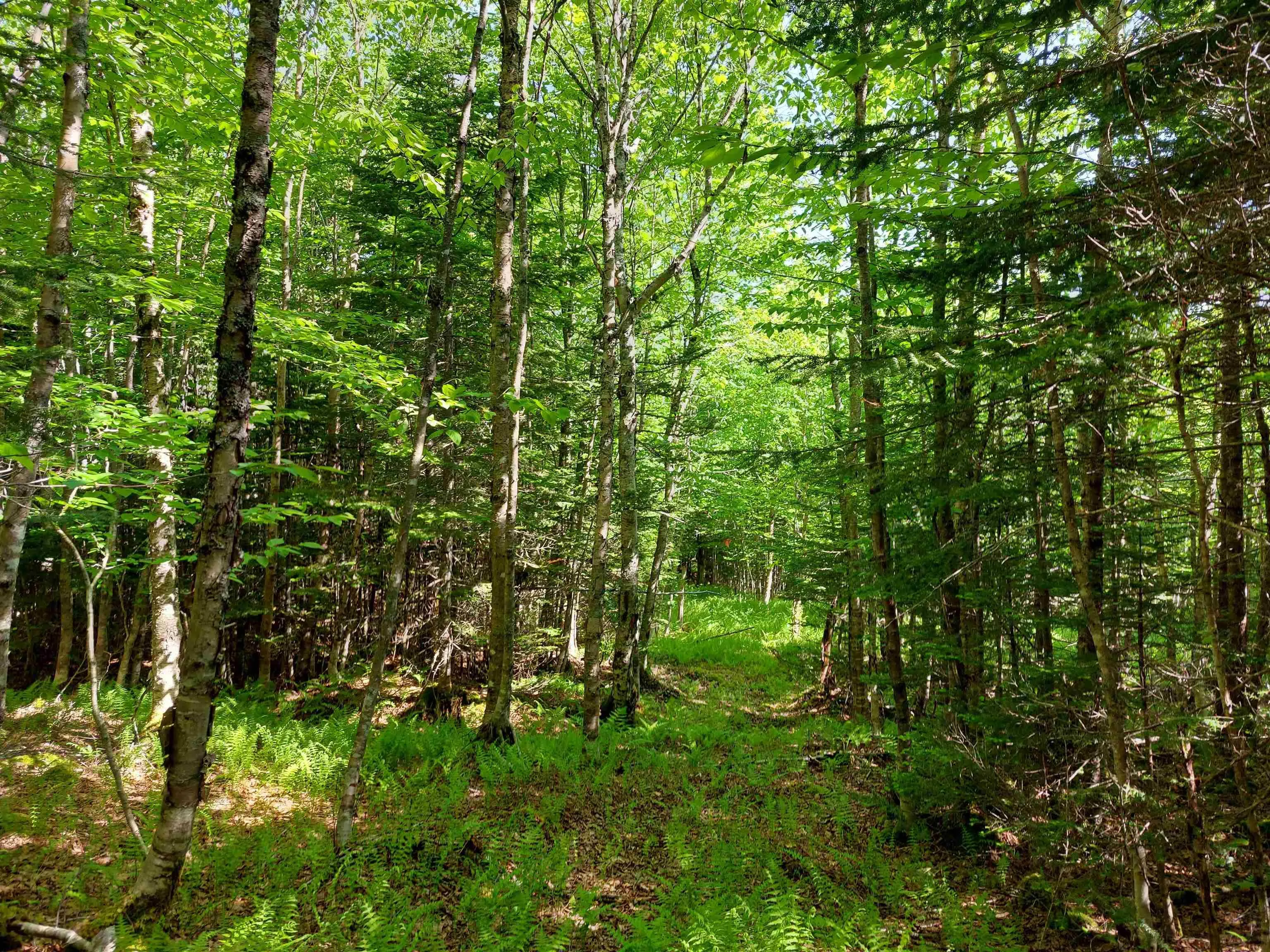 Lot 9 Leo's Lane, Roberta, NS B0E 3K0, ,Land,For Sale,Leo's Lane,202519467