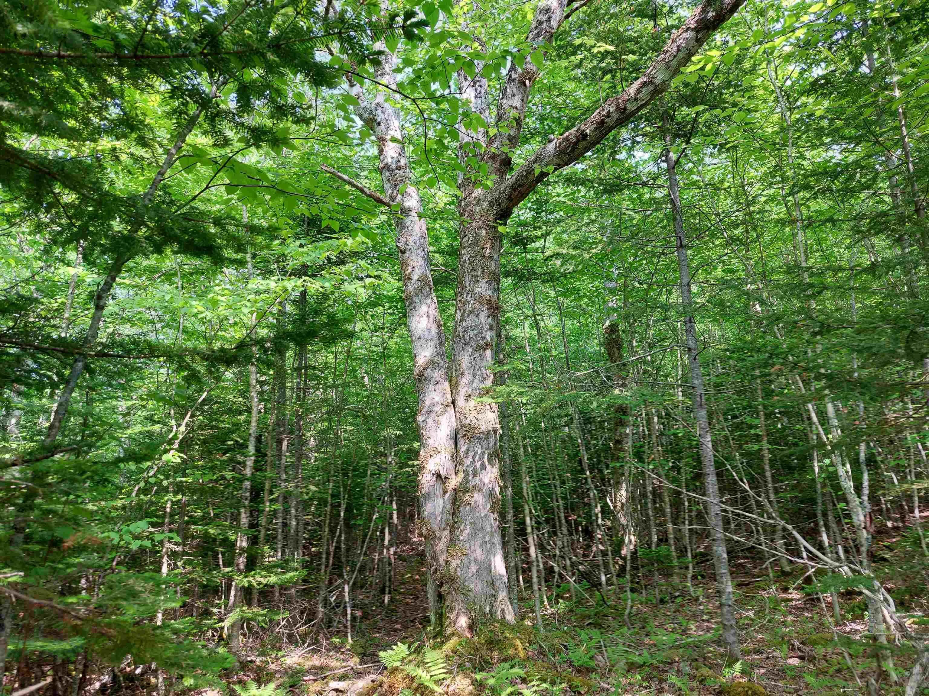 Lot 9 Leo's Lane, Roberta, NS B0E 3K0, ,Land,For Sale,Leo's Lane,202519467