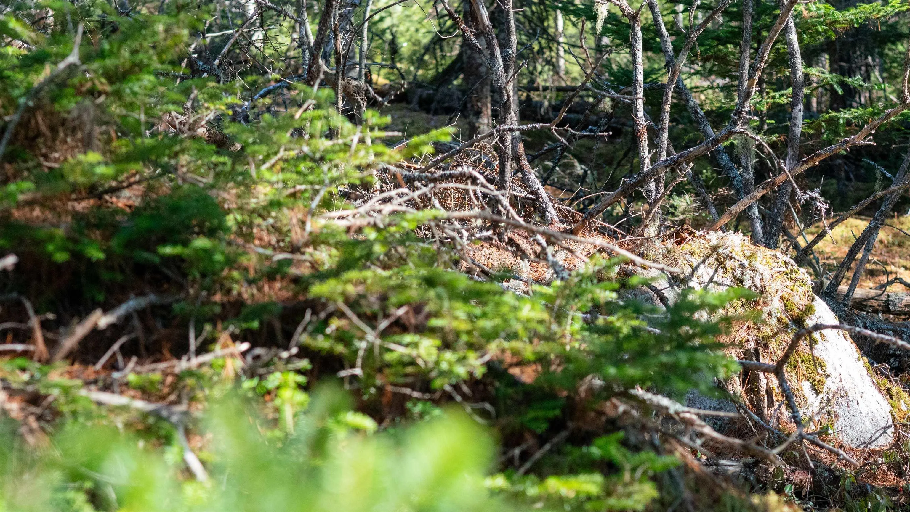 Maple Drive Lot 14, Lower Ohio Ns B0t 1w0, ,Land,For Sale,Maple,202508667