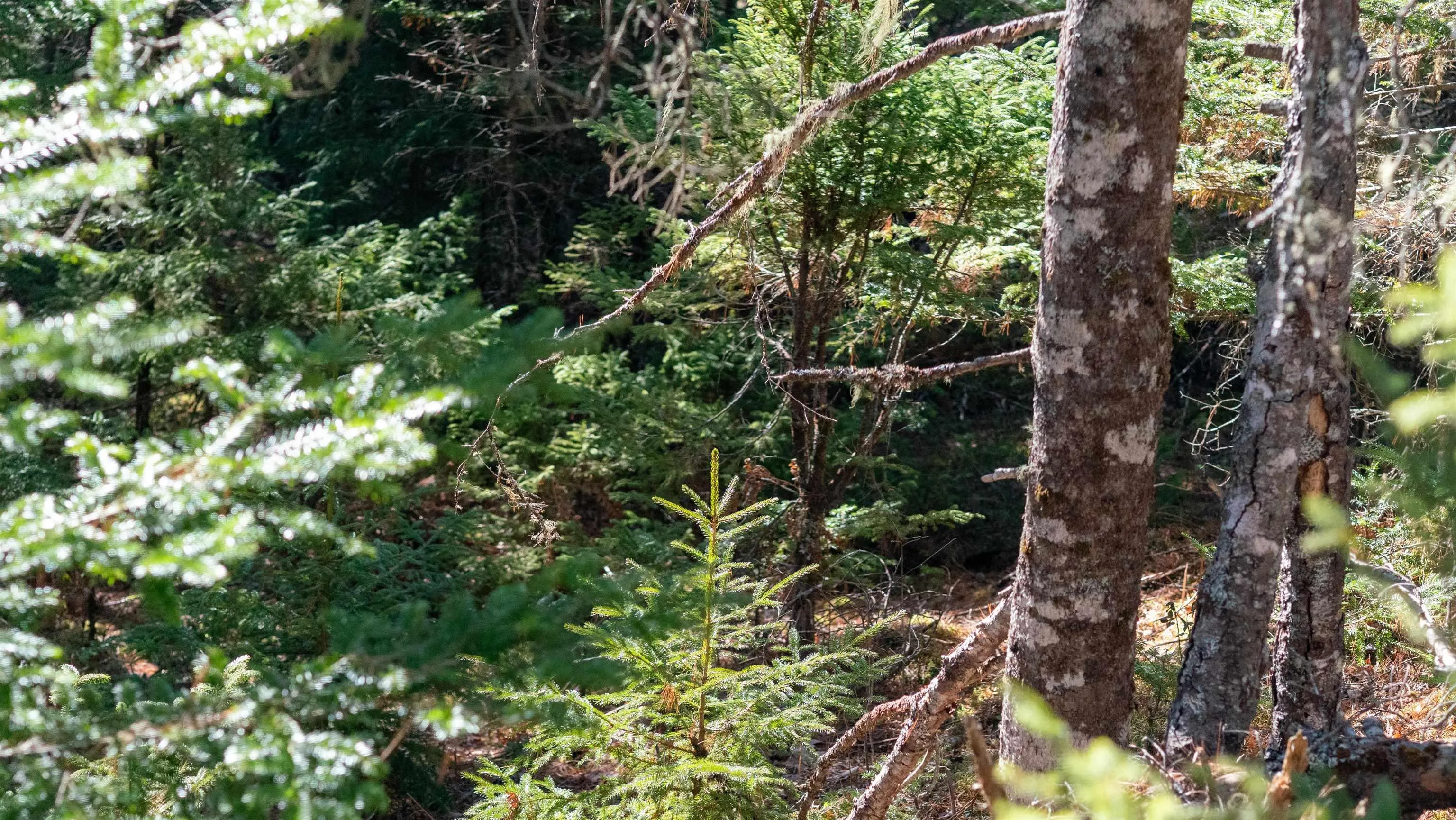 Maple Drive Lot 14, Lower Ohio Ns B0t 1w0, ,Land,For Sale,Maple,202508667