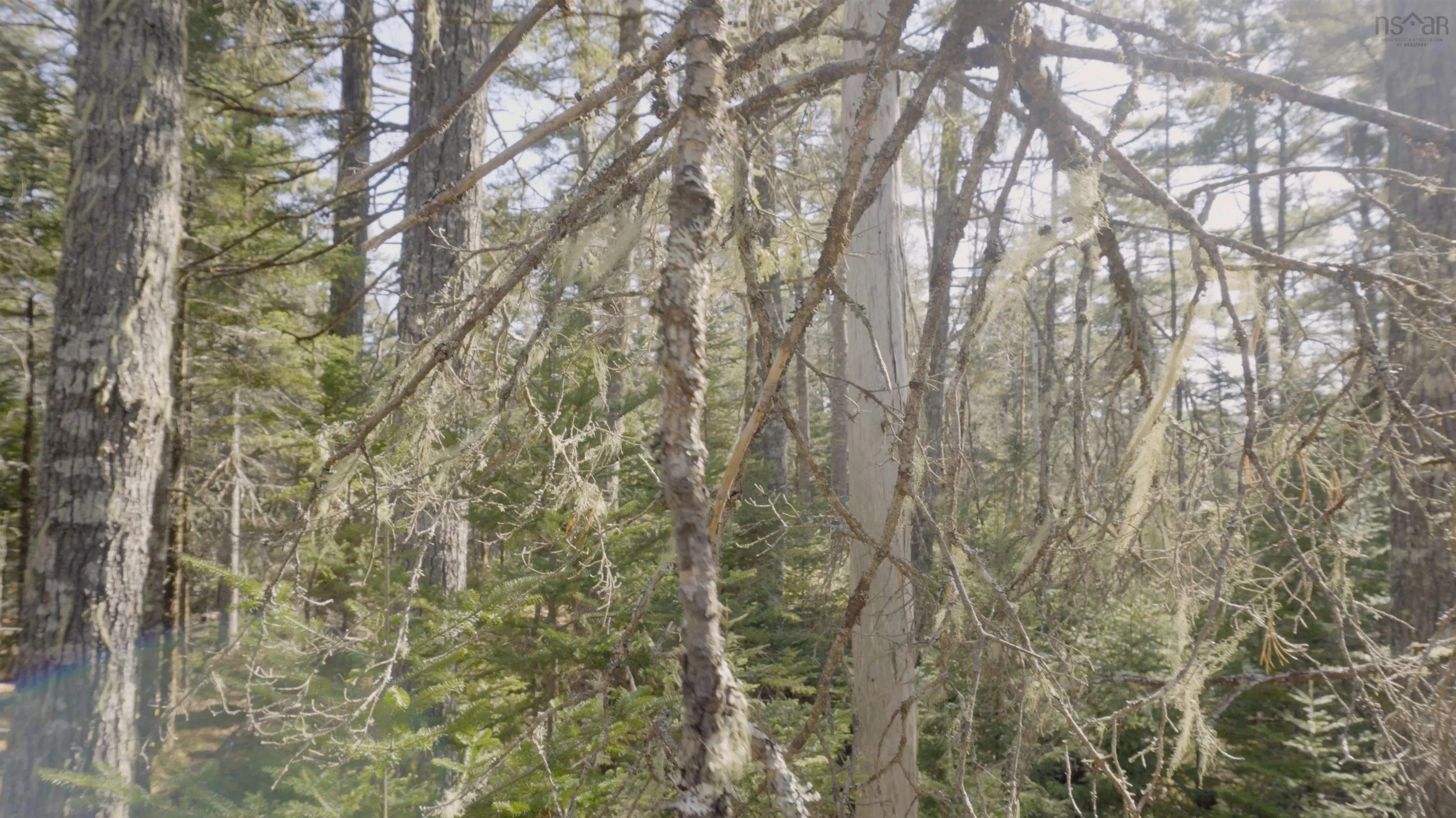 Maple Drive Lot 14, Lower Ohio Ns B0t 1w0, ,Land,For Sale,Maple,202508667