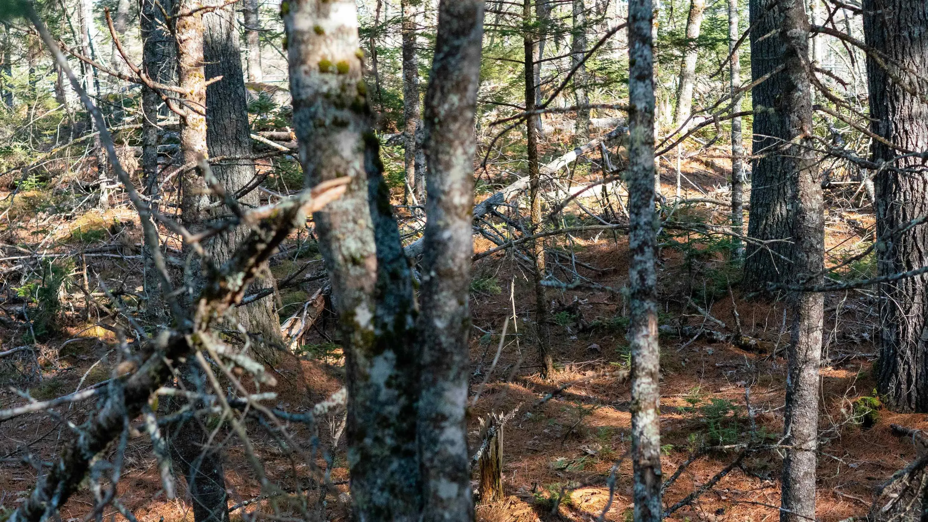Maple Drive Lot 14, Lower Ohio Ns B0t 1w0, ,Land,For Sale,Maple,202508667
