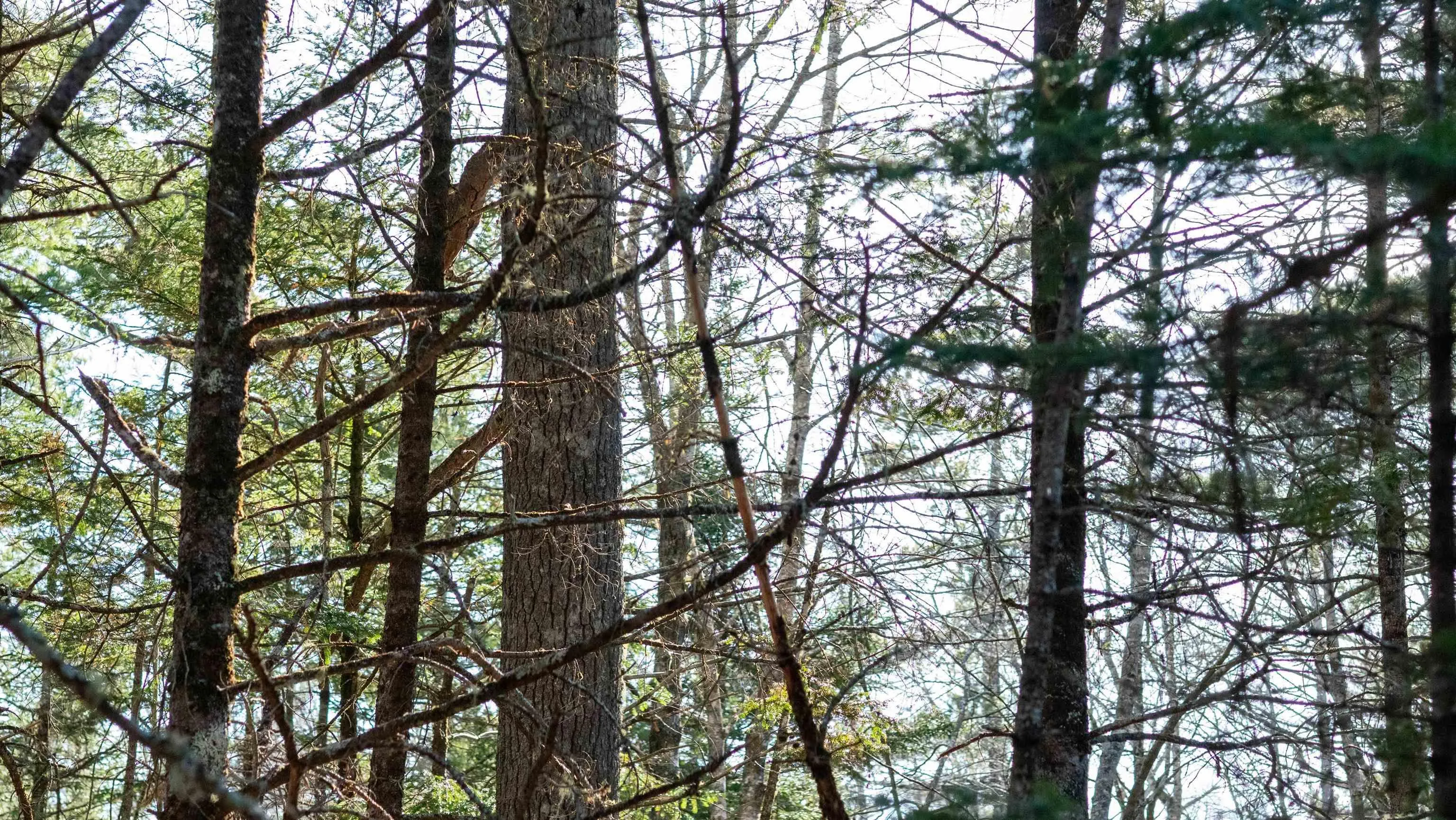 Maple Drive Lot 14, Lower Ohio Ns B0t 1w0, ,Land,For Sale,Maple,202508667