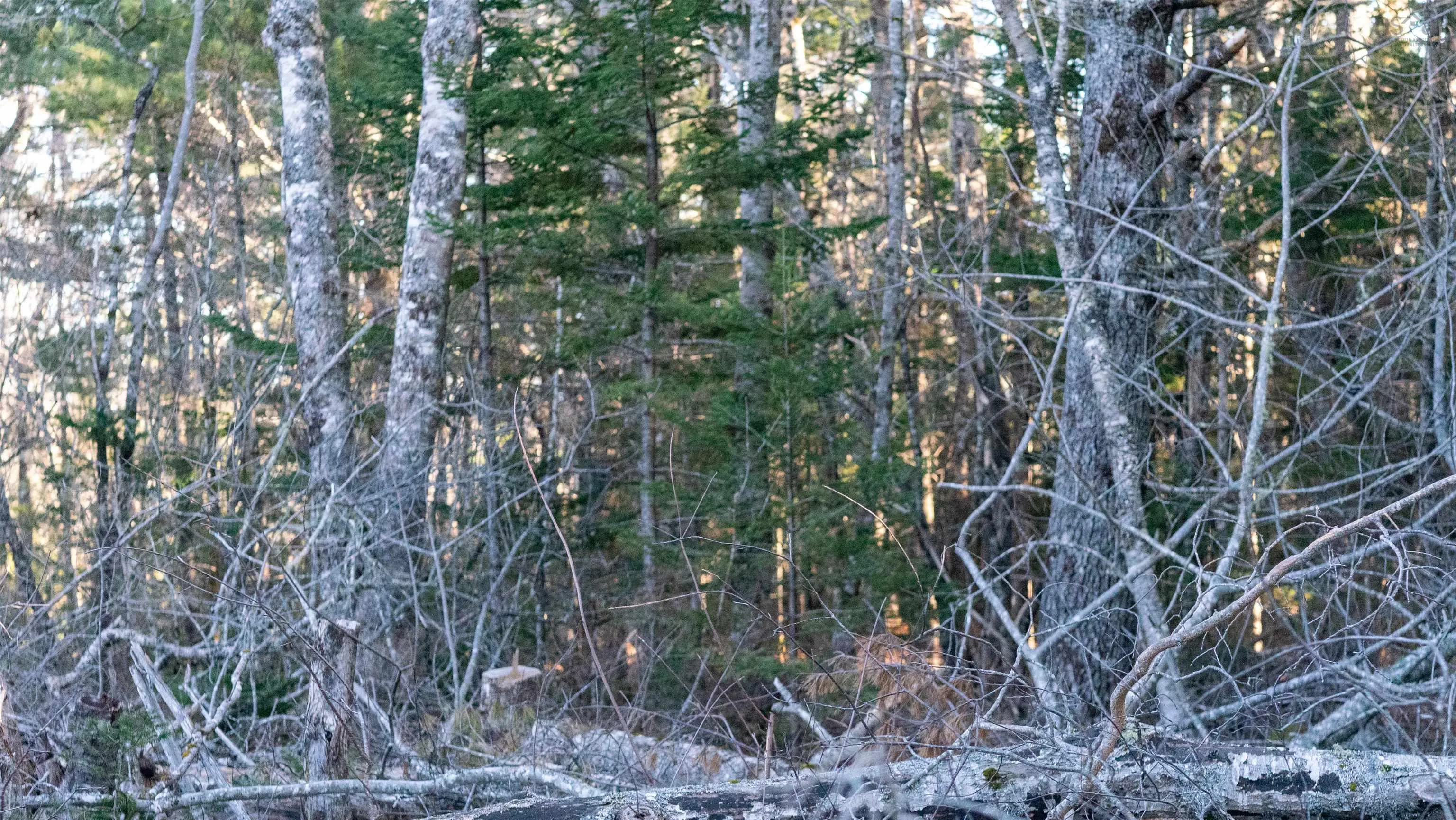 Maple Drive Lot 14, Lower Ohio Ns B0t 1w0, ,Land,For Sale,Maple,202508667