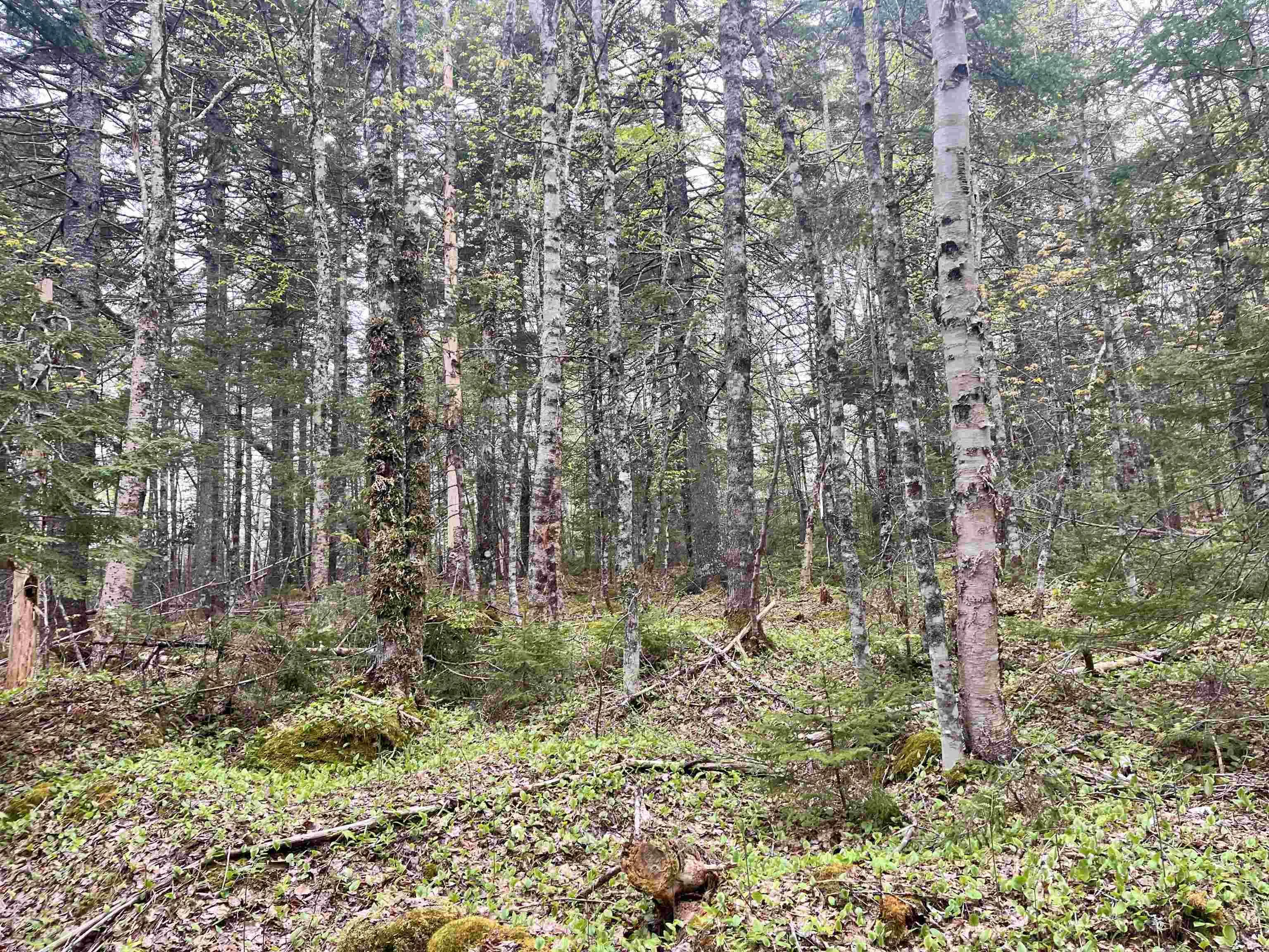 Lot Vb1 Camp Lake Drive, New Ross, NS B0J 2M0, ,Land,For Sale,Camp Lake,202513079