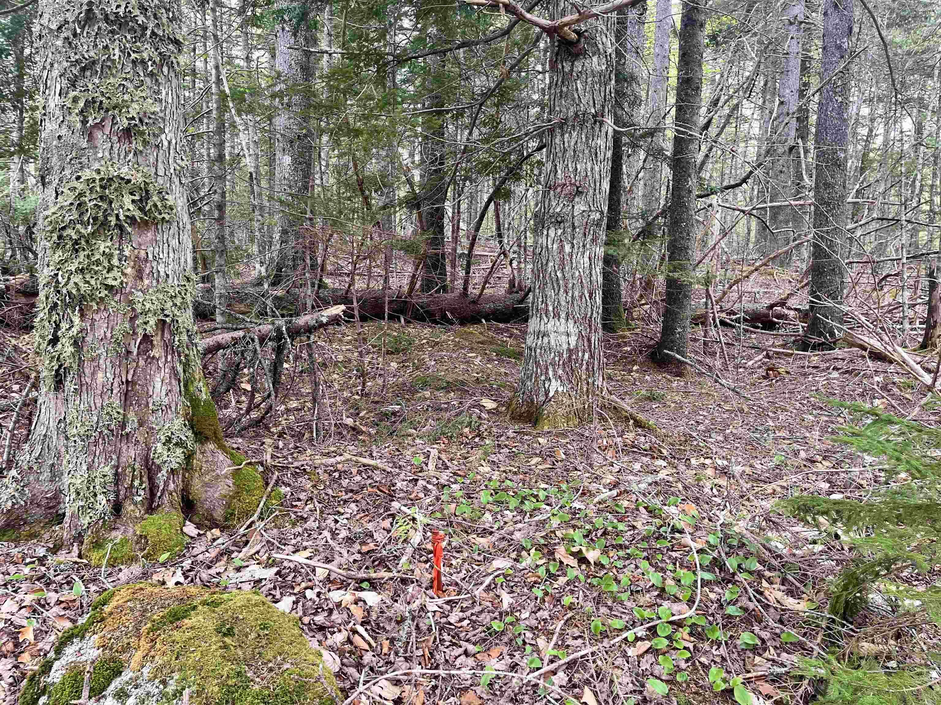 Lot Vb1 Camp Lake Drive, New Ross, NS B0J 2M0, ,Land,For Sale,Camp Lake,202513079