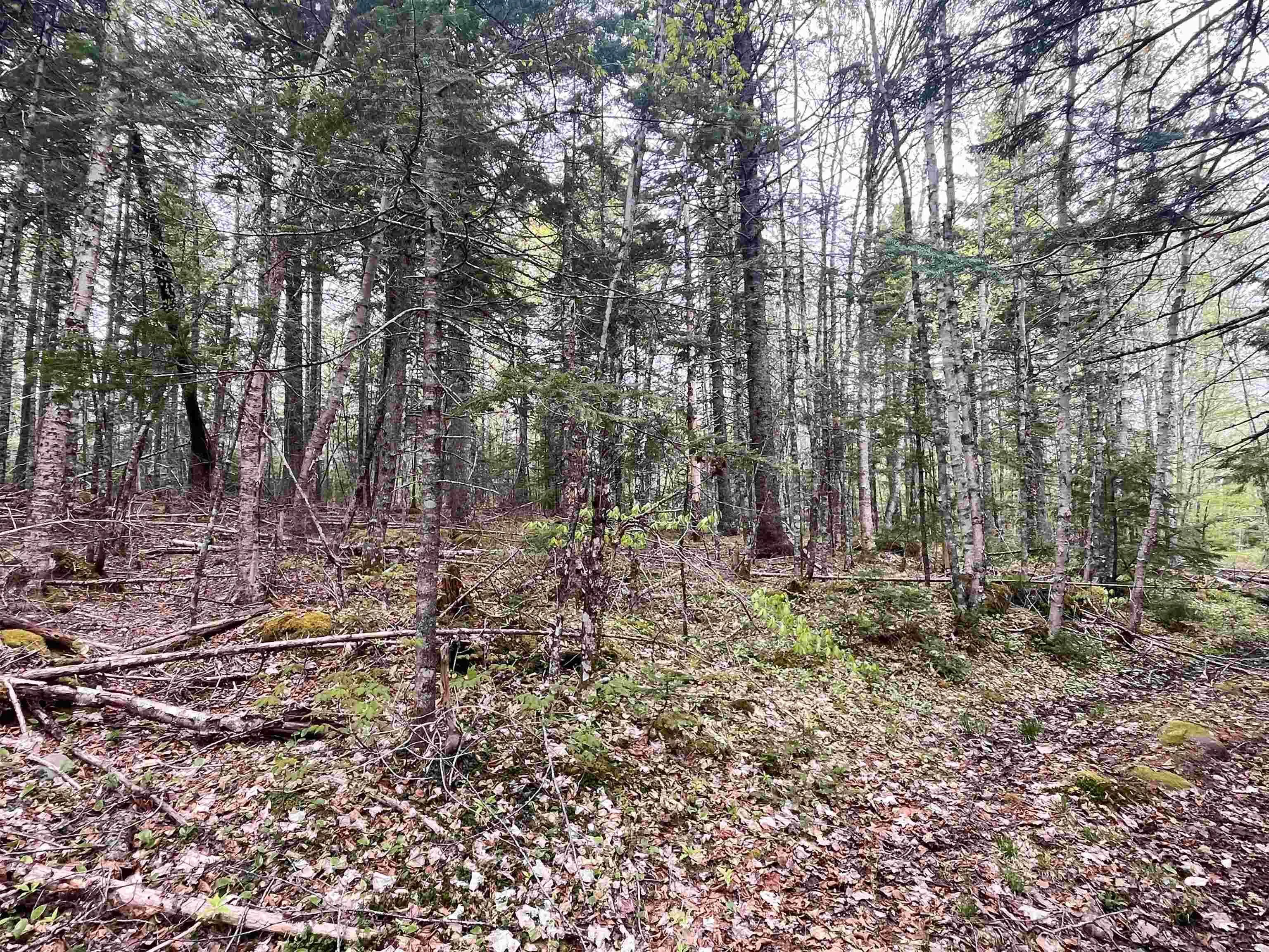 Lot Vb1 Camp Lake Drive, New Ross, NS B0J 2M0, ,Land,For Sale,Camp Lake,202513079