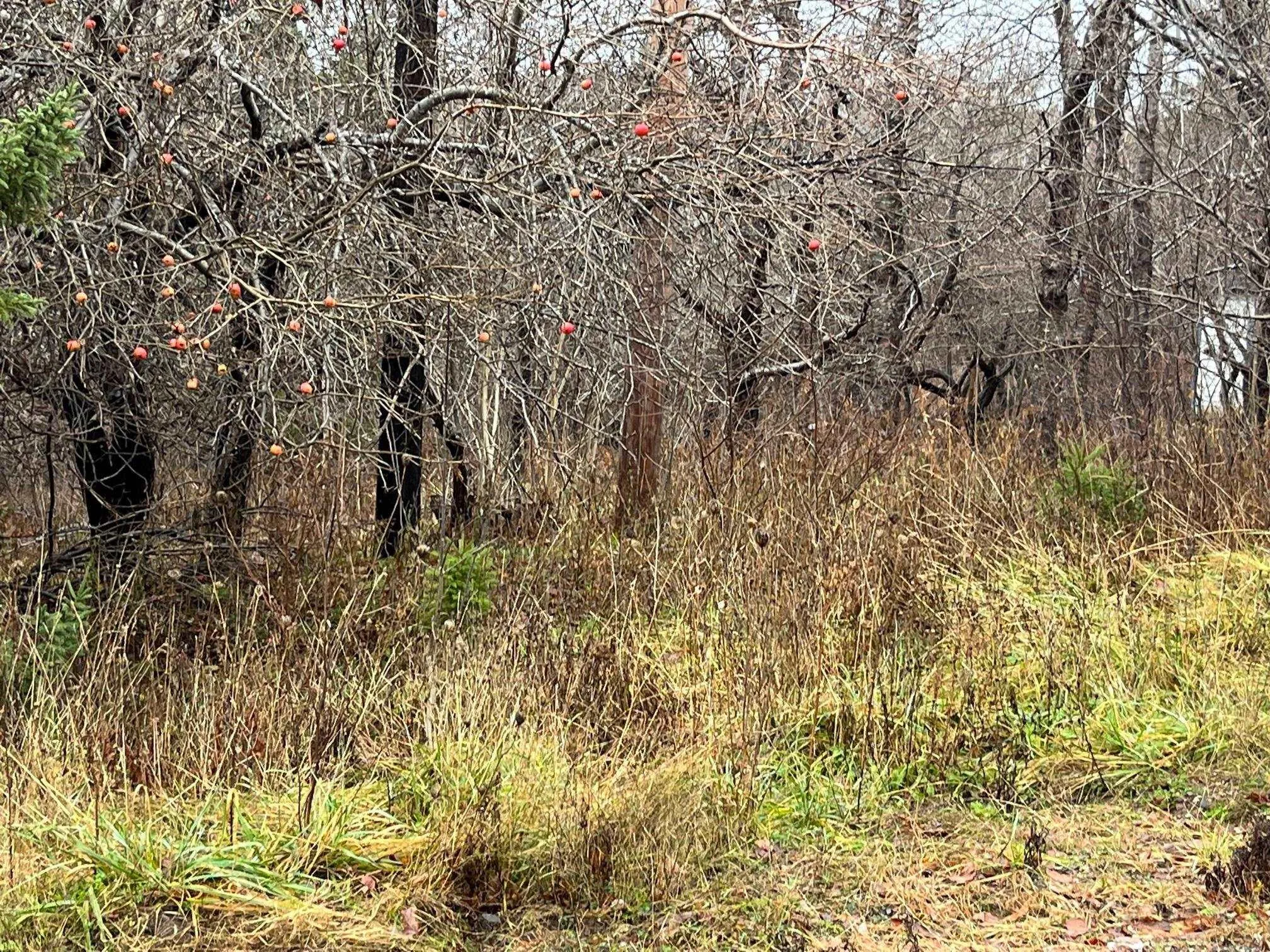 0 Whycocomagh Mountain Road, Whycocomagh NS B0E 3M0, ,Land,For Sale,Whycocomagh Mountain,202226945