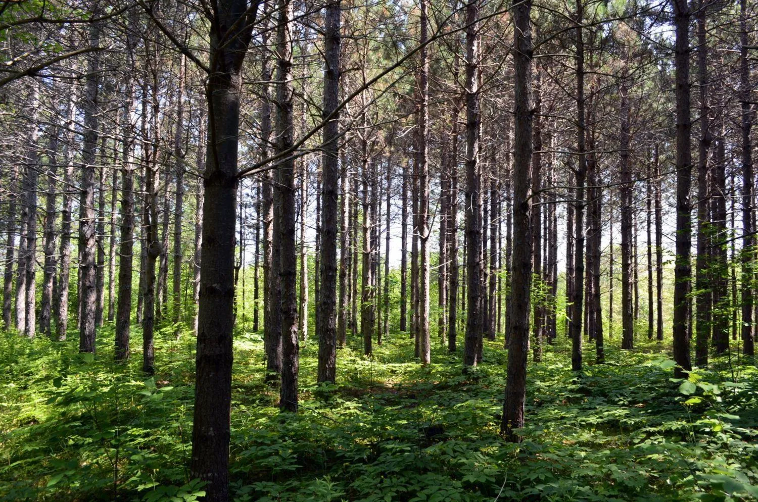 Lot 2 132 Colonial Arms Drive, Deep Brook Ns B0s 1j0, ,Land,For Sale,132 Colonial Arms Drive,202510625