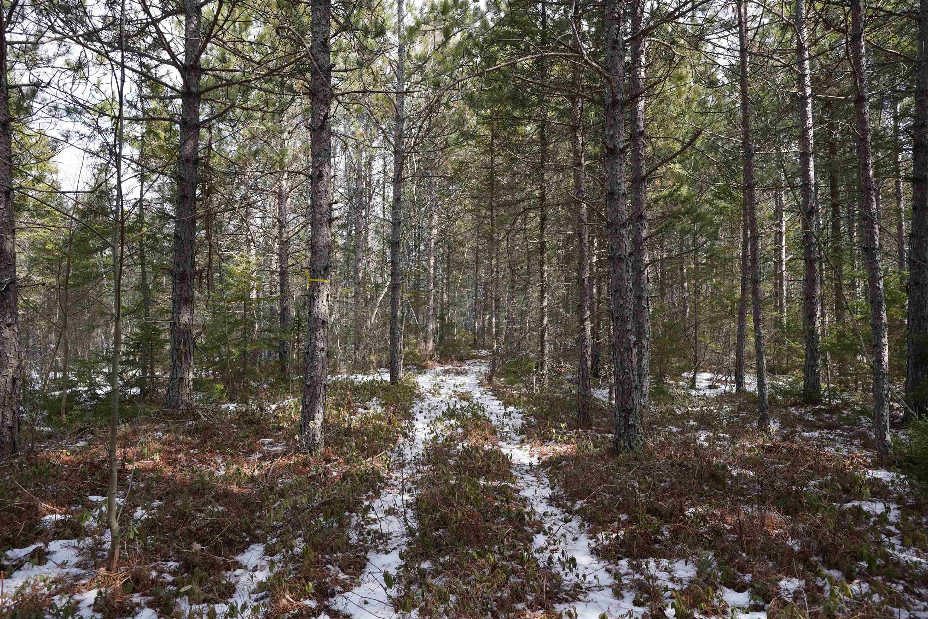 Highway 201, South Farmington Ns B0p 1w0, ,Land,For Sale,Highway 201,202505010