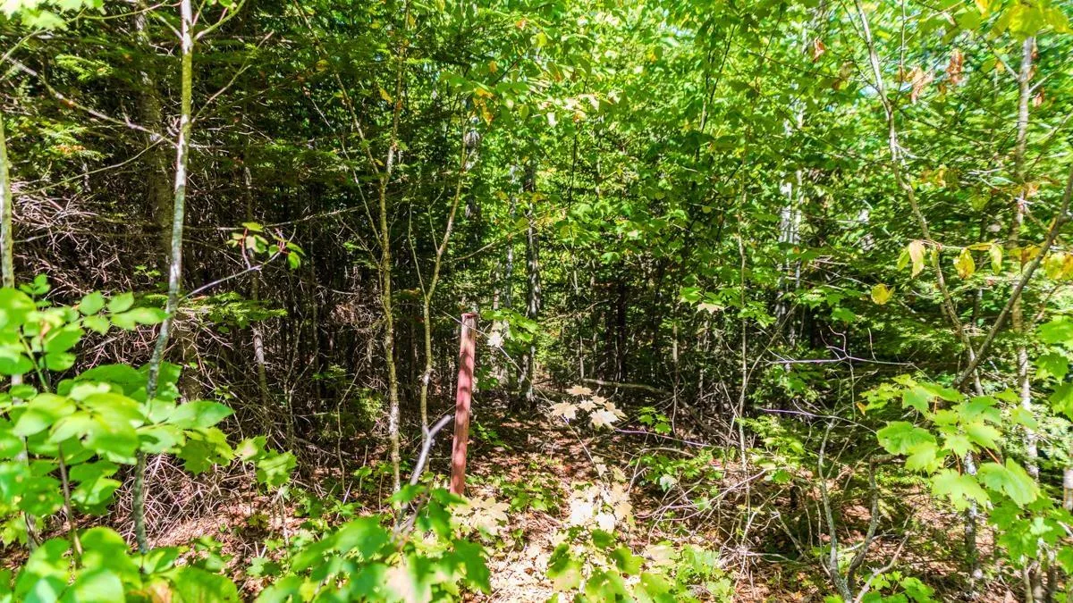 Old Debert Rd, New Annan, NS B0K 1V0, ,Land,For Sale,Old Debert Rd,202522608