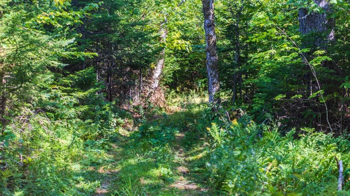 Old Debert Rd, New Annan, NS B0K 1V0, ,Land,For Sale,Old Debert Rd,202522608