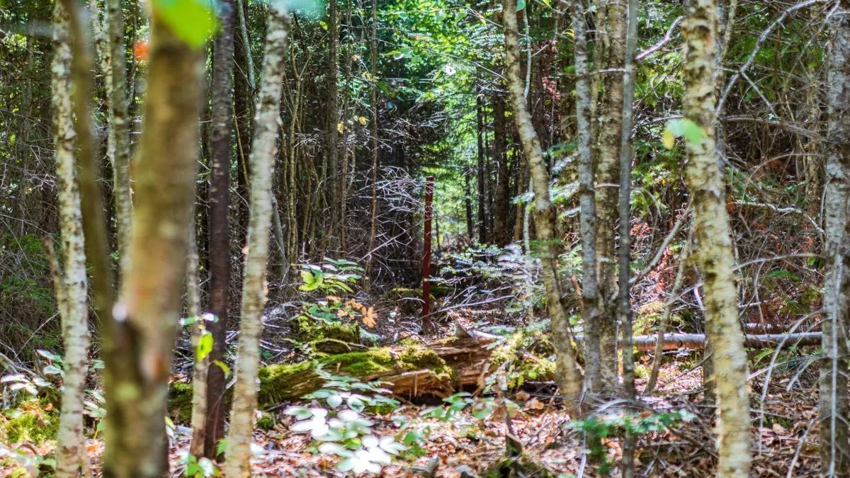 Old Debert Rd, New Annan, NS B0K 1V0, ,Land,For Sale,Old Debert Rd,202522608