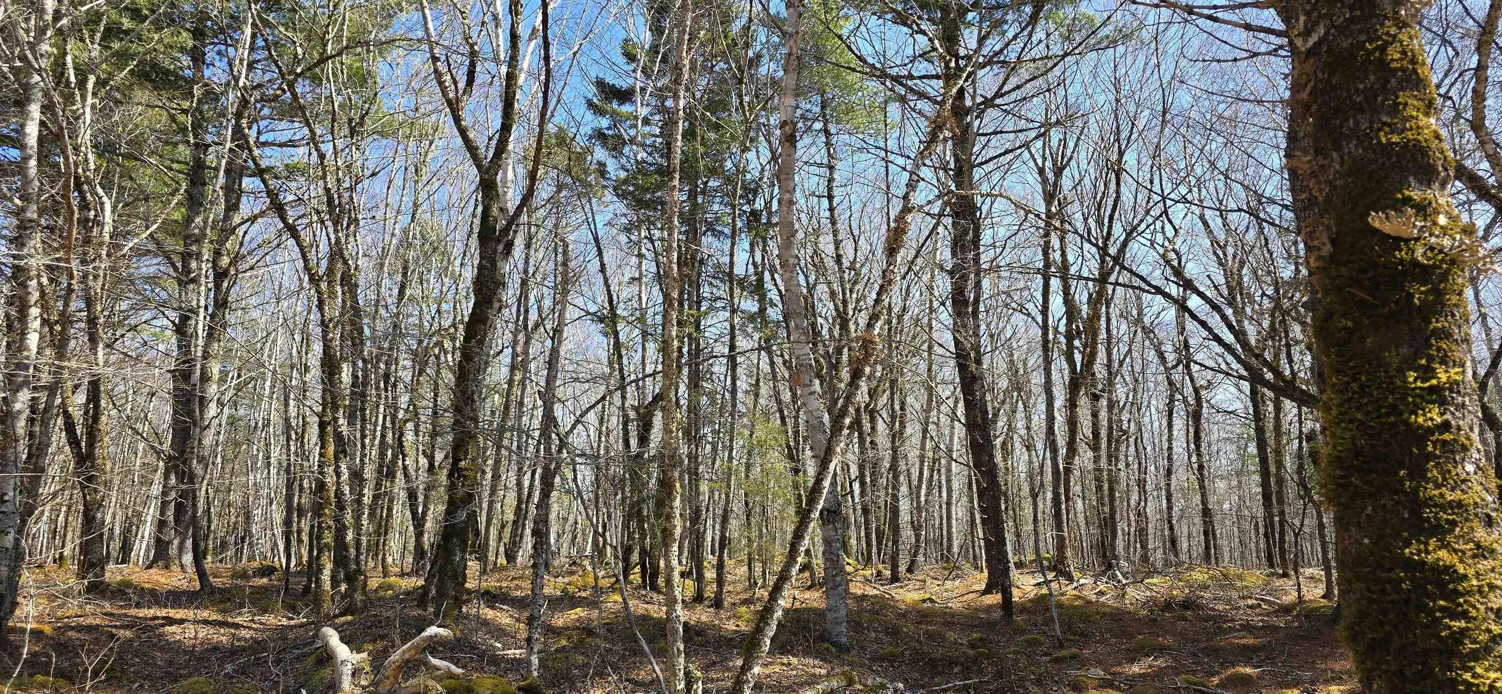 69 Sparkling Spring Lane, Labelle Ns B0t 1e0, ,Land,For Sale,Sparkling Spring,202506925