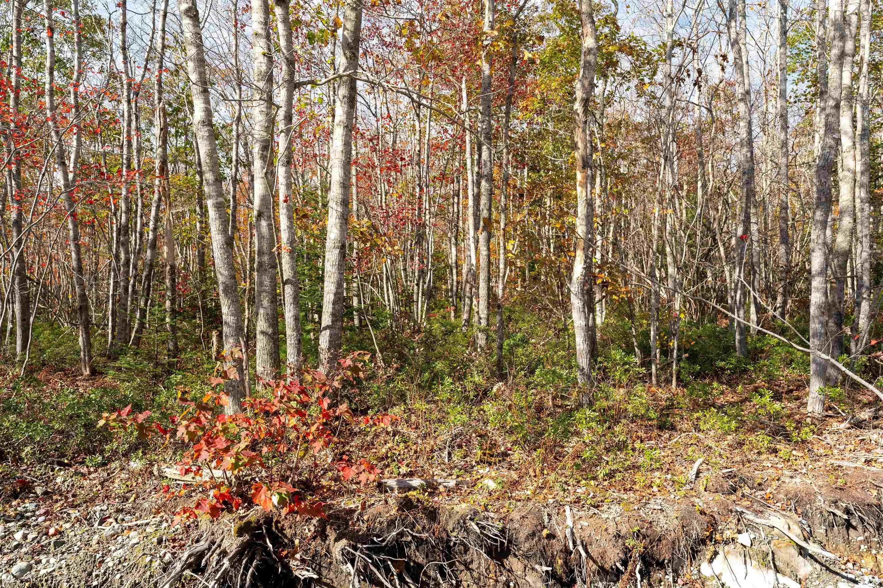 Morton Drive, Liverpool Ns B0t 1k0, ,Land,For Sale,Morton,202323383