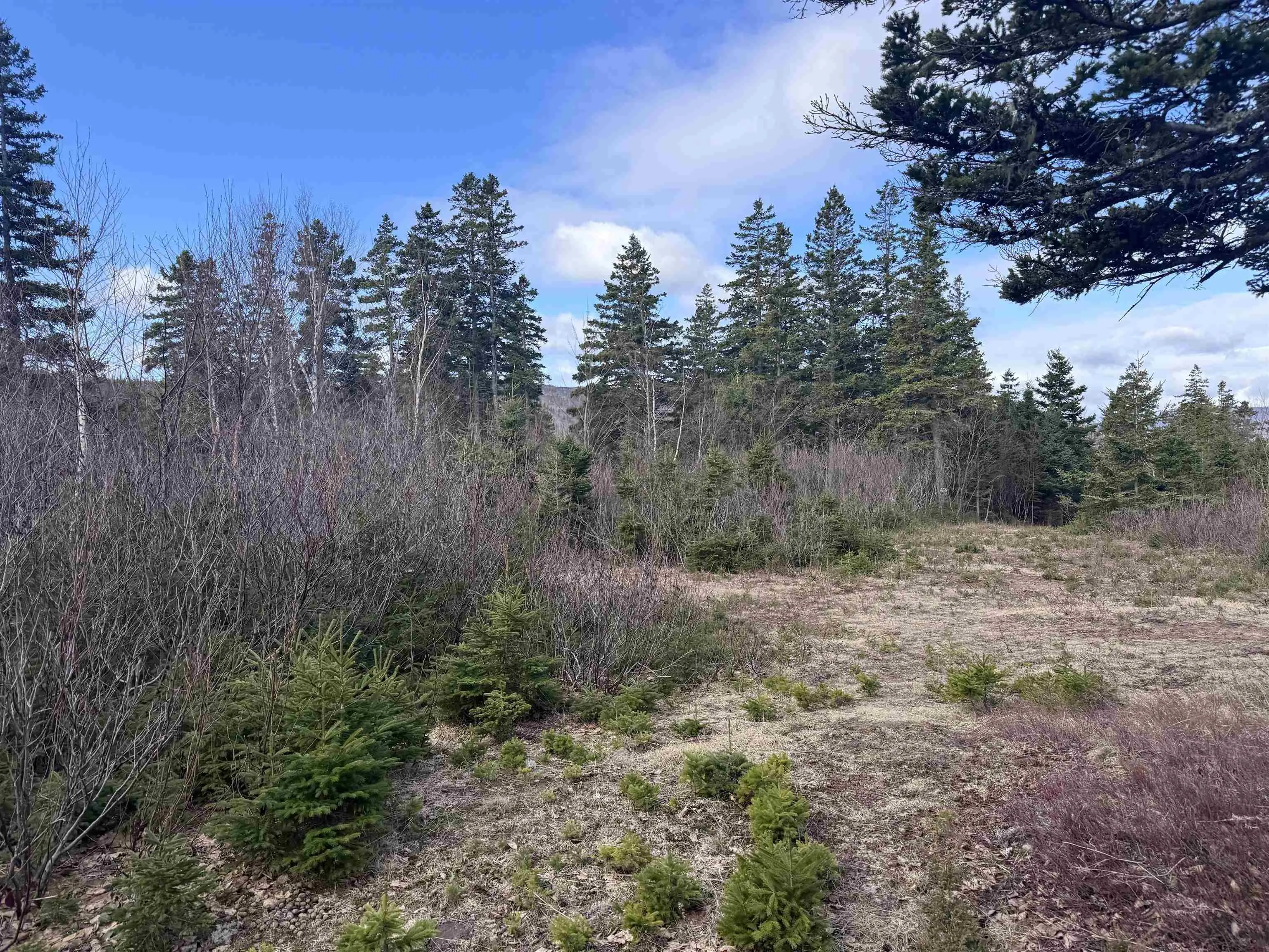 Cabot Trail, Ingonish Ferry Ns B0c 1l0, ,Land,For Sale,Cabot,202508316