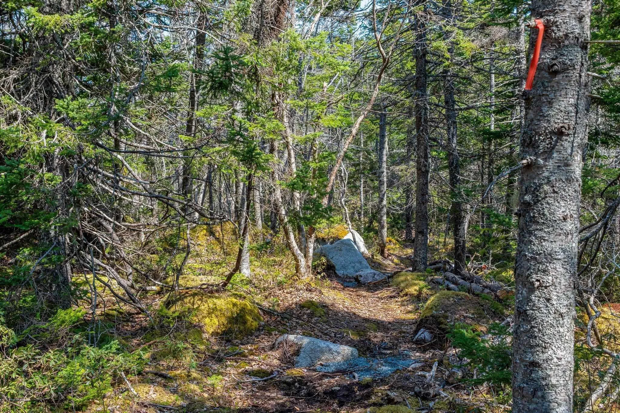 Scott's Point Road, East Dover, NS B3Z 3W2, ,Land,For Sale,Scott's Point,202511202
